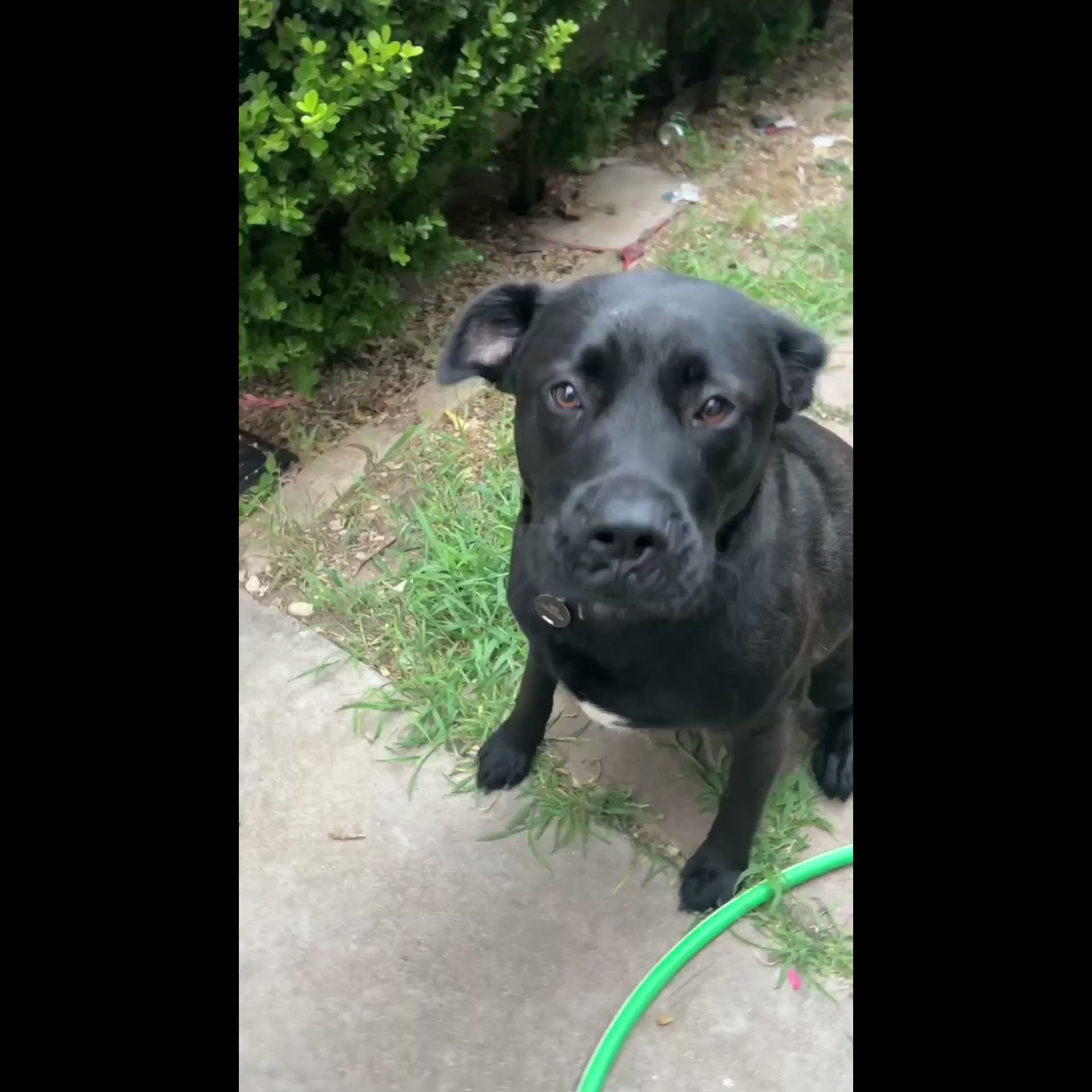 Planet Pet Spa San Antonio