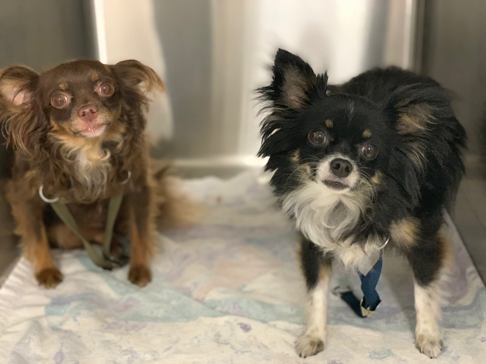 Dominion Crossing Veterinary Hospital San Antonio