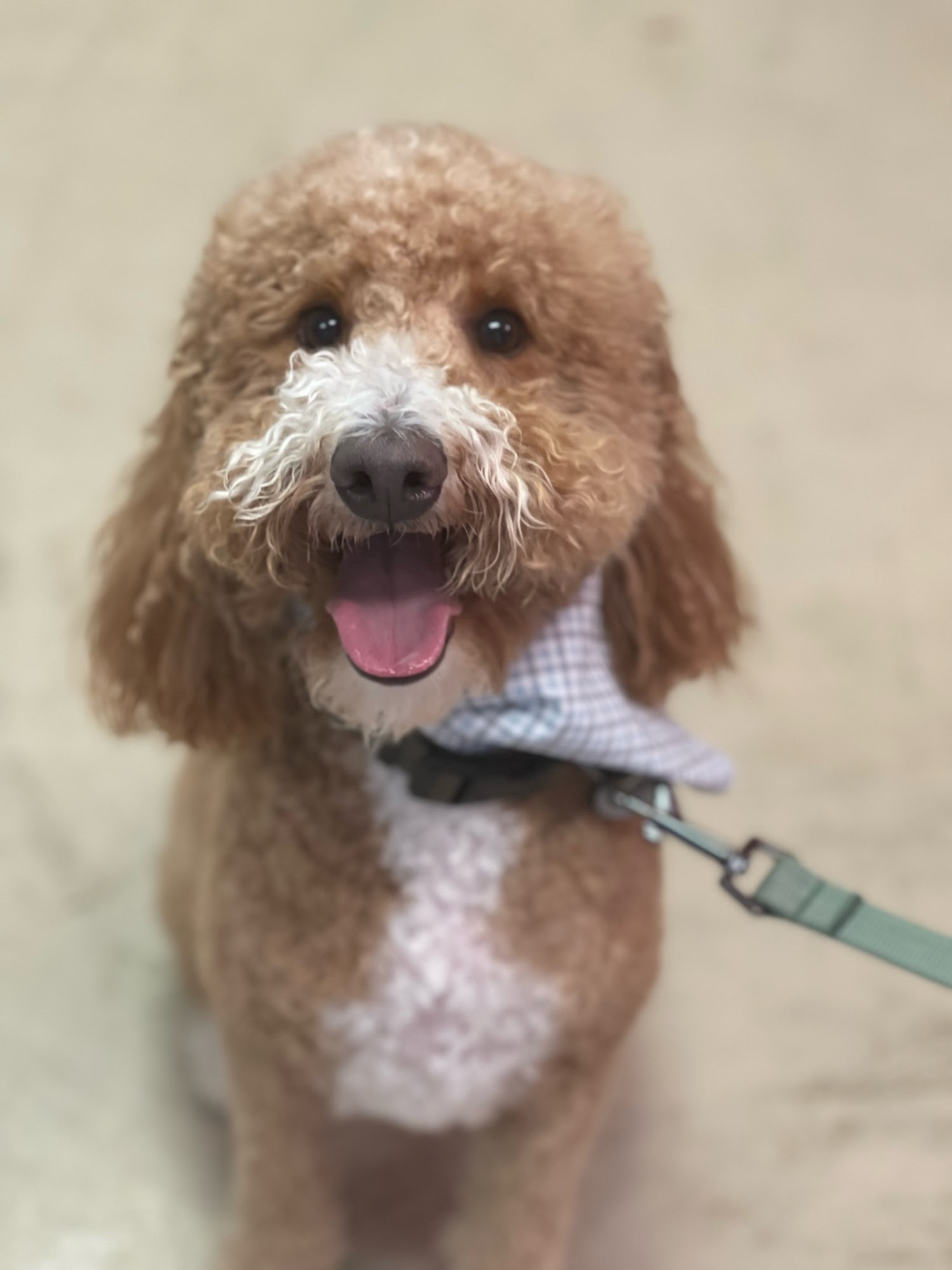Glam Pet Groom San Antonio