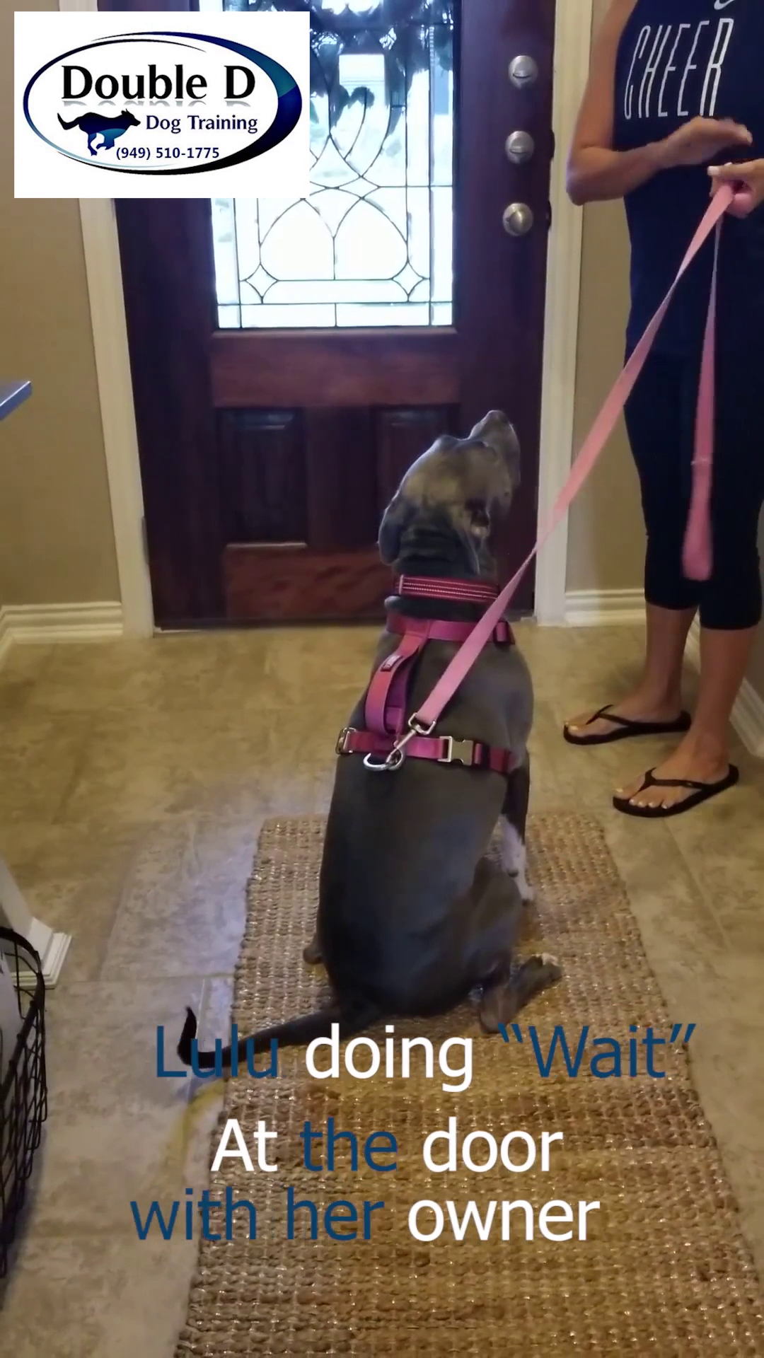 Double D Dog Training San Antonio