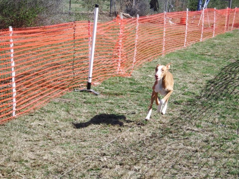 Alamo Dog Obedience Club, Inc San Antonio