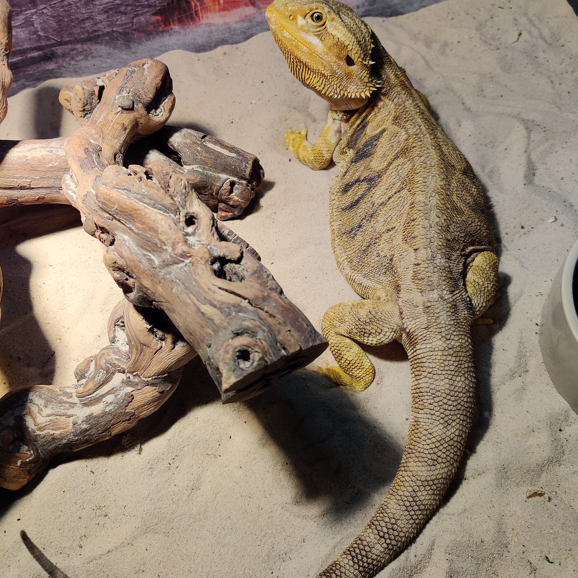 Sherwood Forest Feeders San Antonio