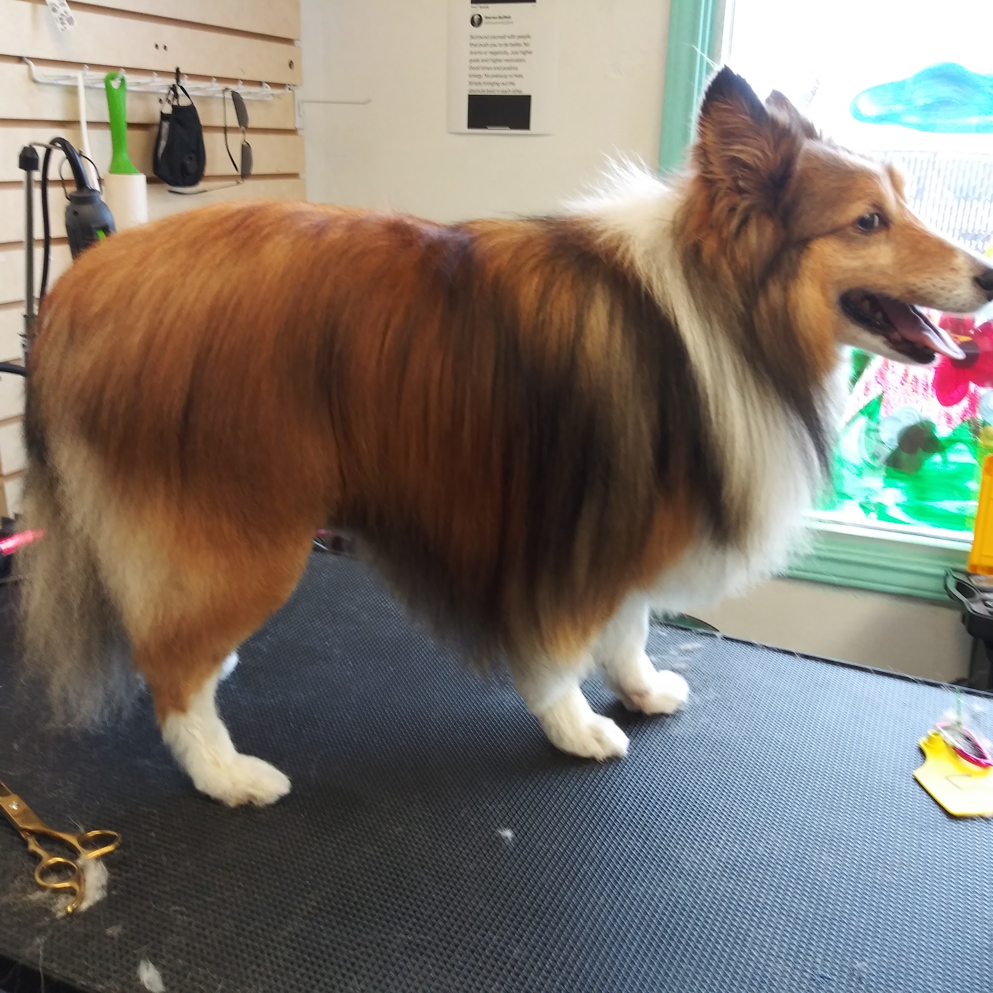 Trendy Pets Grooming Salon San Antonio