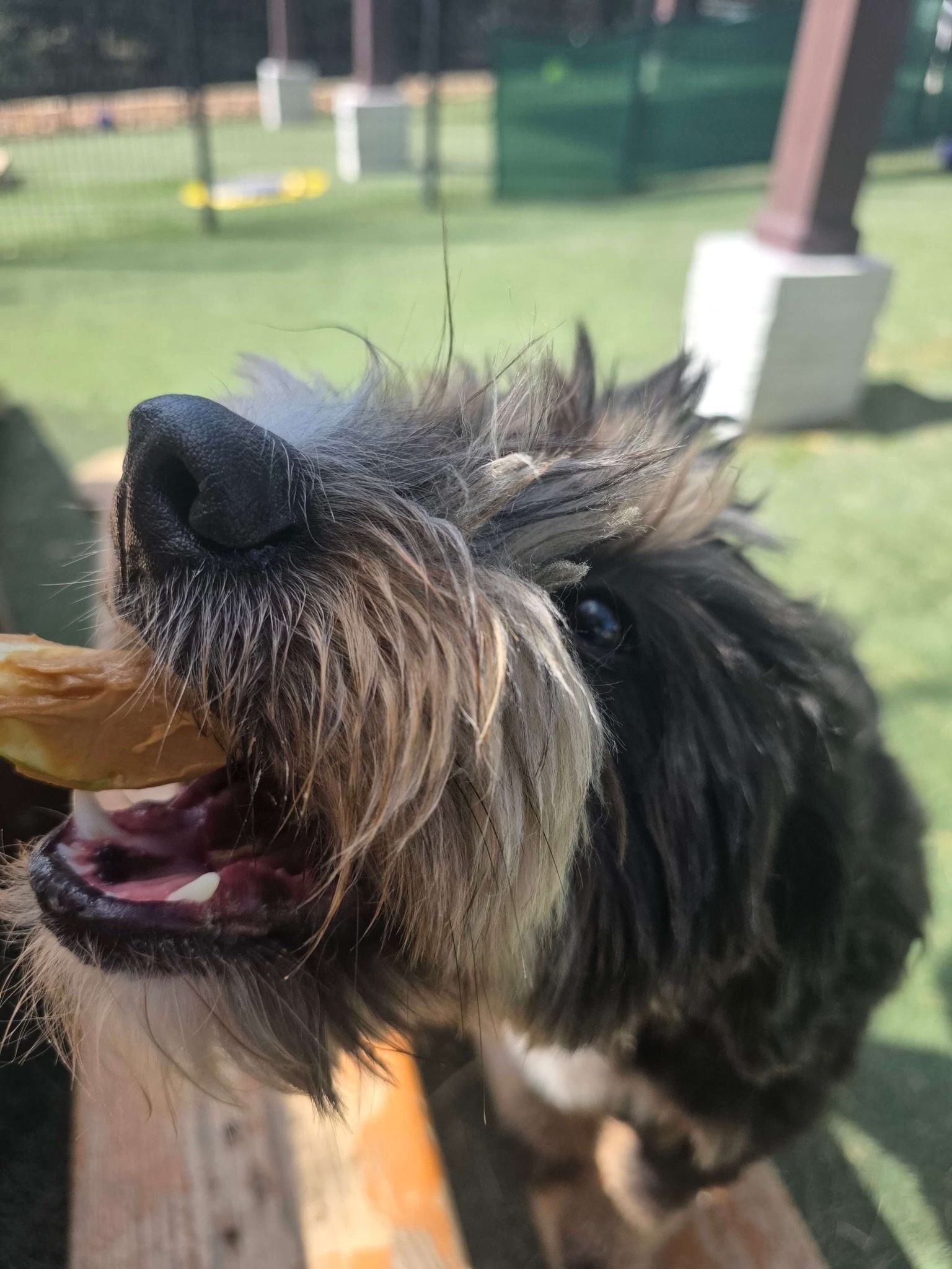 NEST Pet Retreat, Playcare and Spa San Antonio