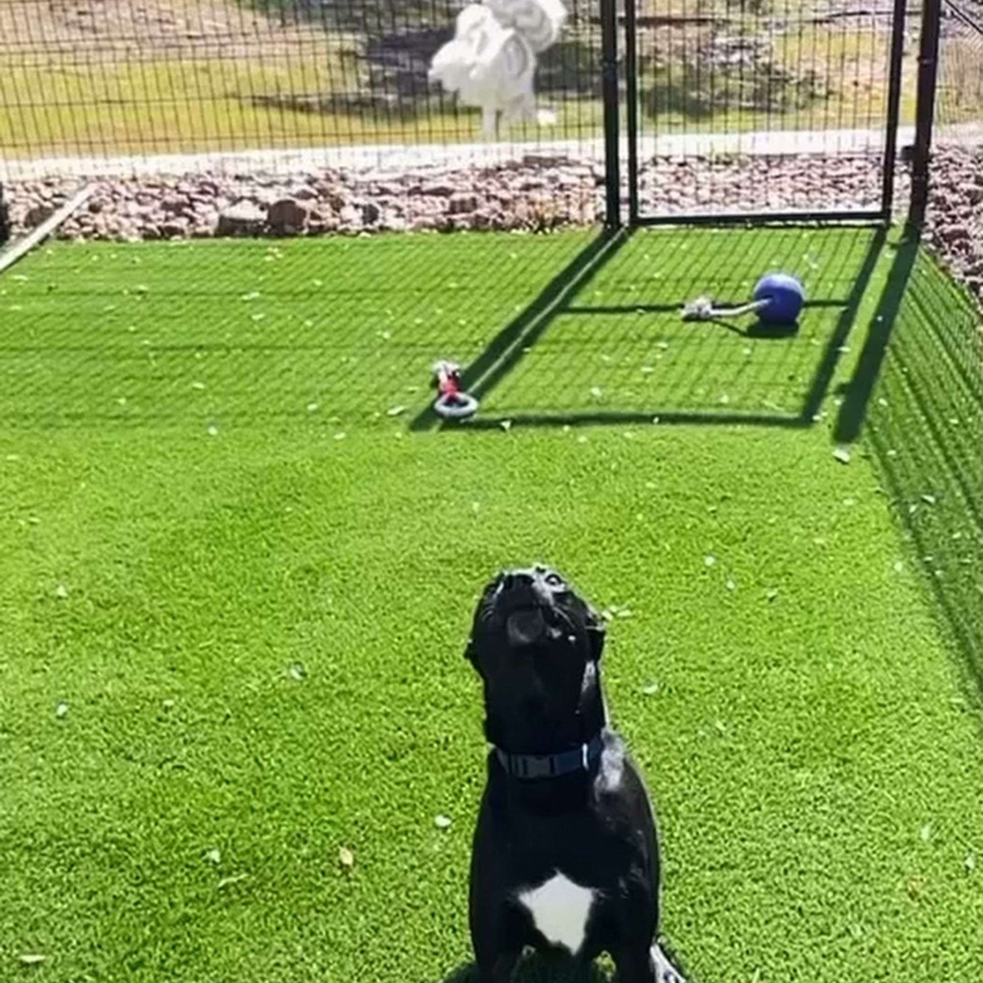 NEST Pet Retreat, Playcare and Spa San Antonio