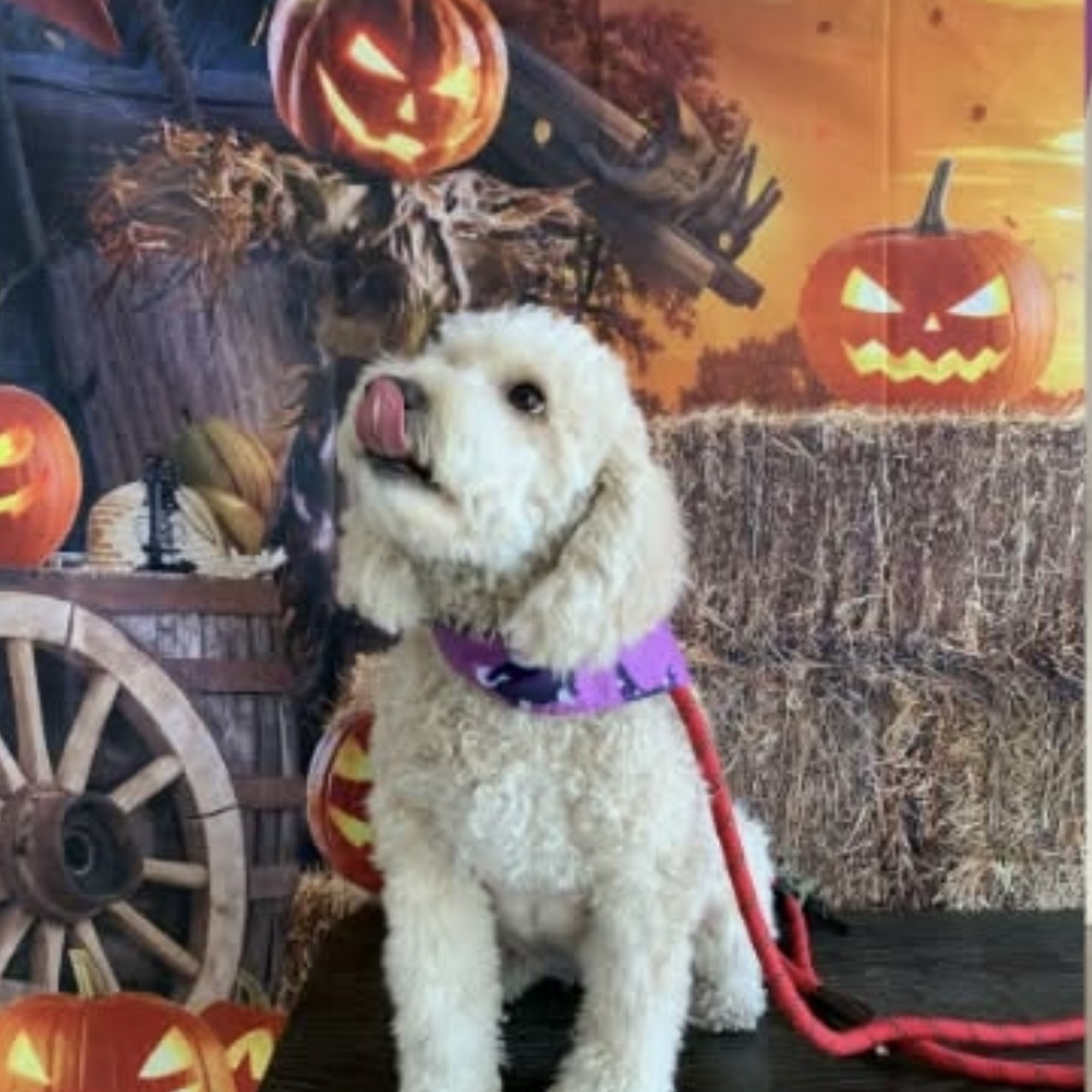 MPC Veterinary Care San Antonio