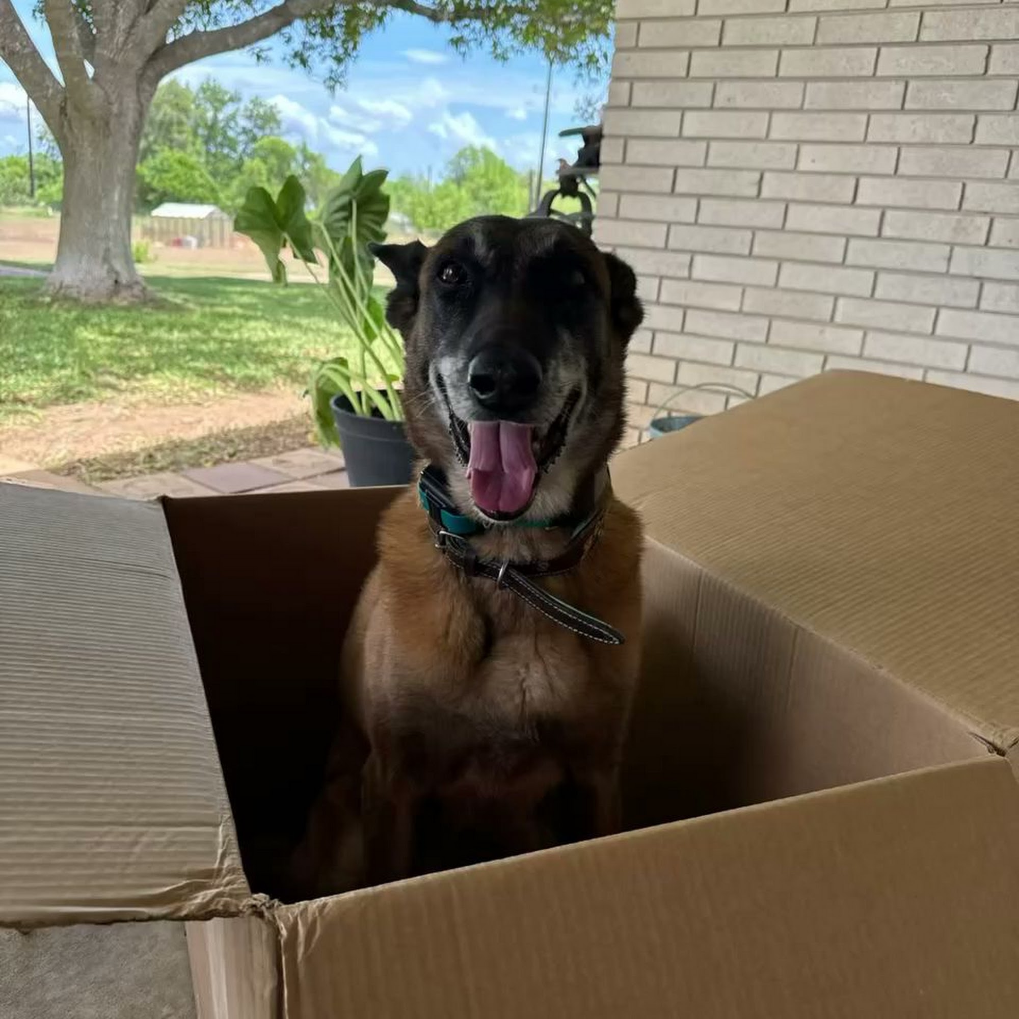 Dog Training Elite San Antonio Facility San Antonio