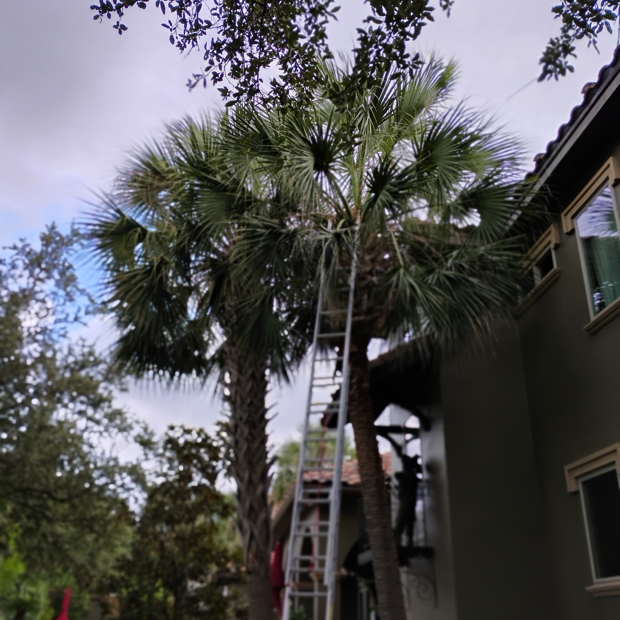 Garcia Tree Services 2338 Basse Rd, San Antonio Texas 78213