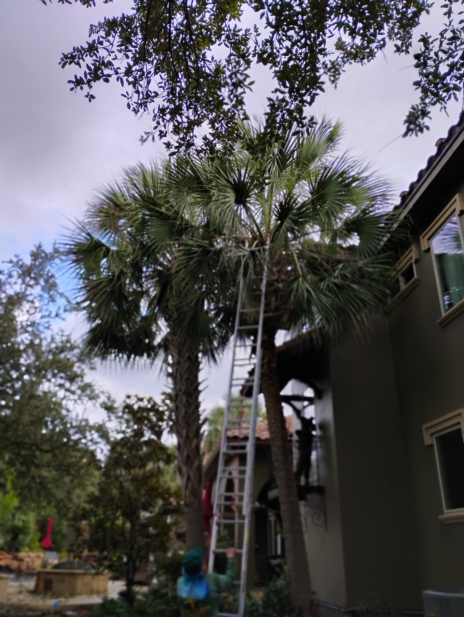 Garcia Tree Services 2338 Basse Rd, San Antonio Texas 78213