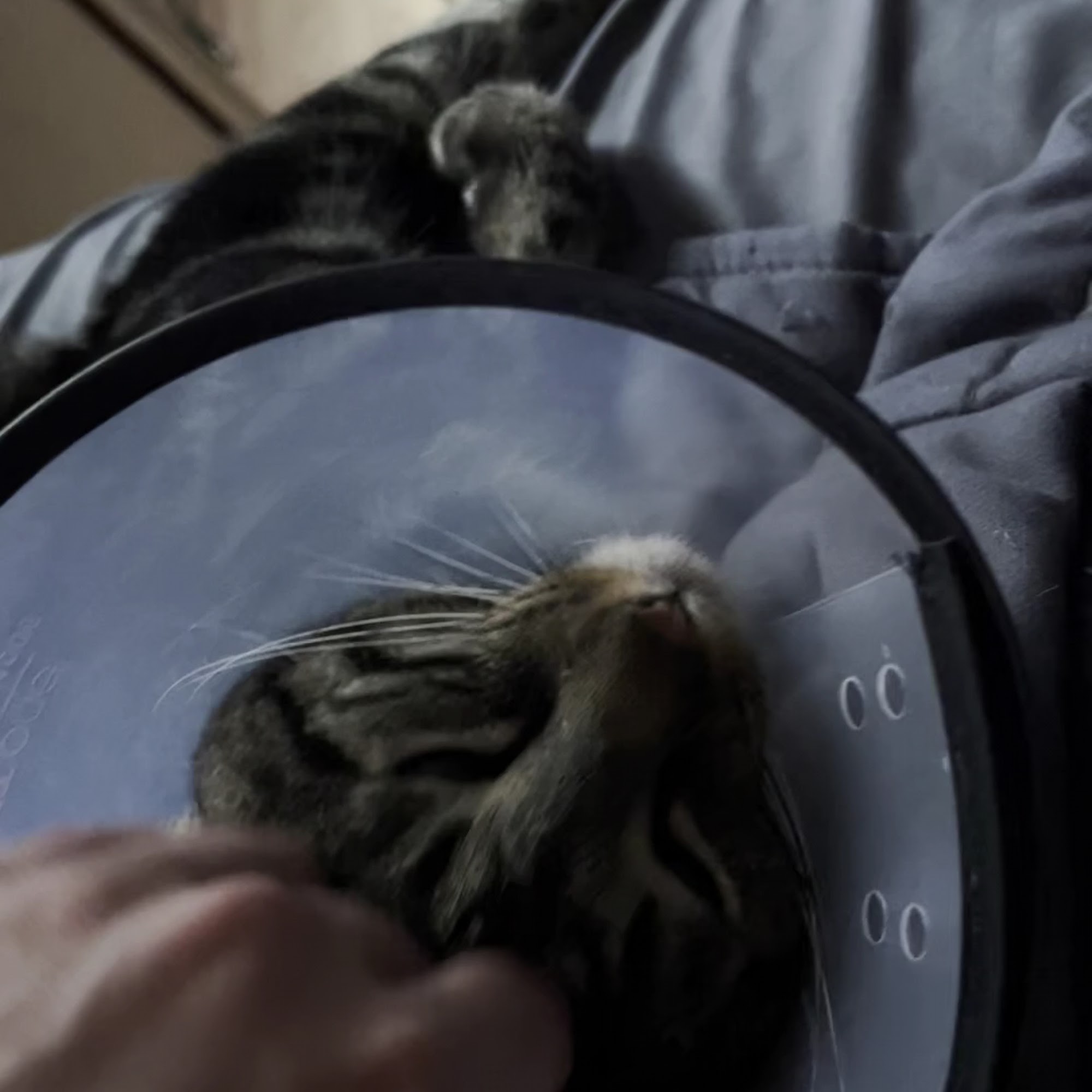 Springtown Veterinary Hospital San Marcos