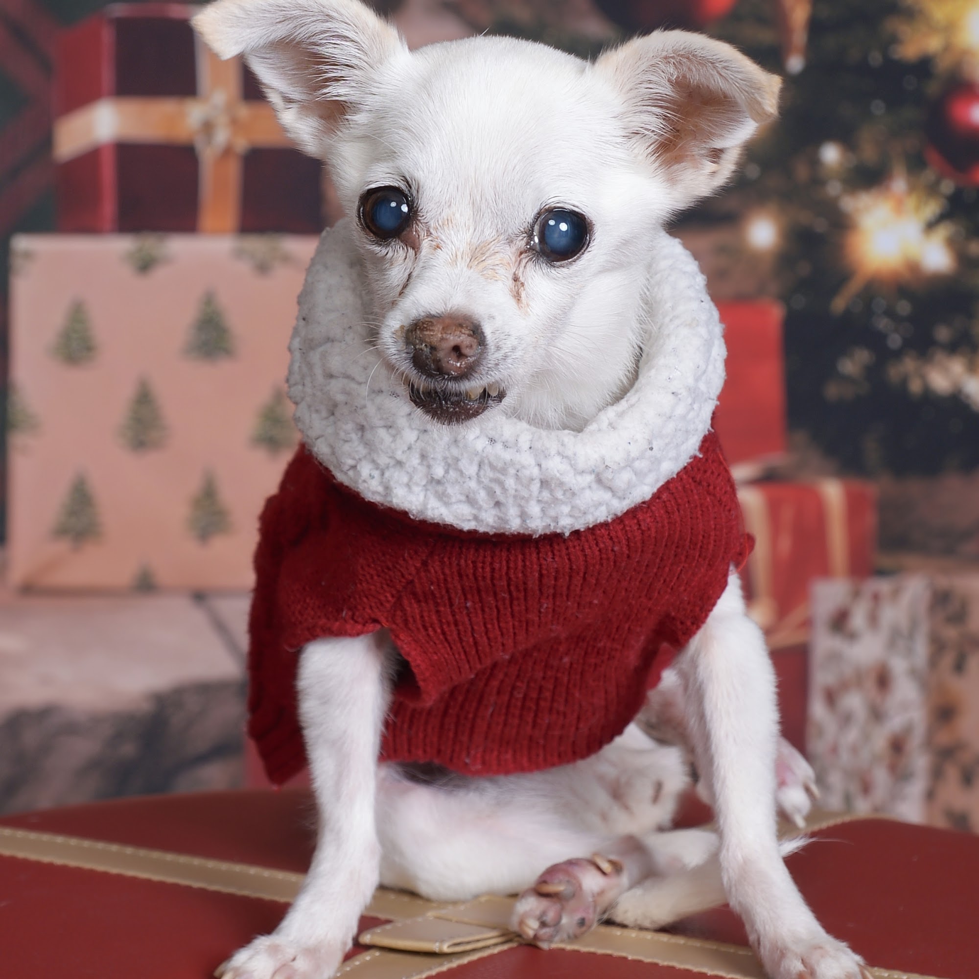 Kings Highway Animal Clinic San Marcos