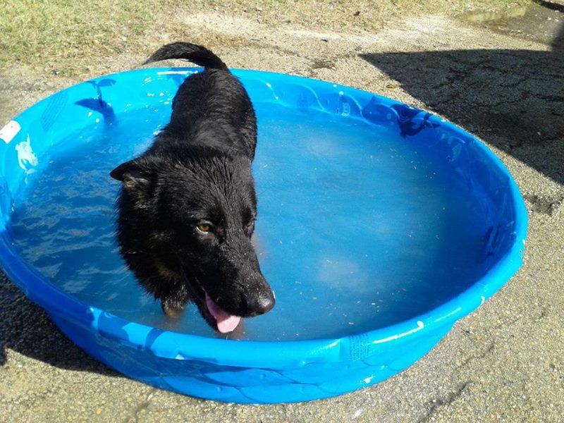 Kaliber Canine, LLC San Marcos