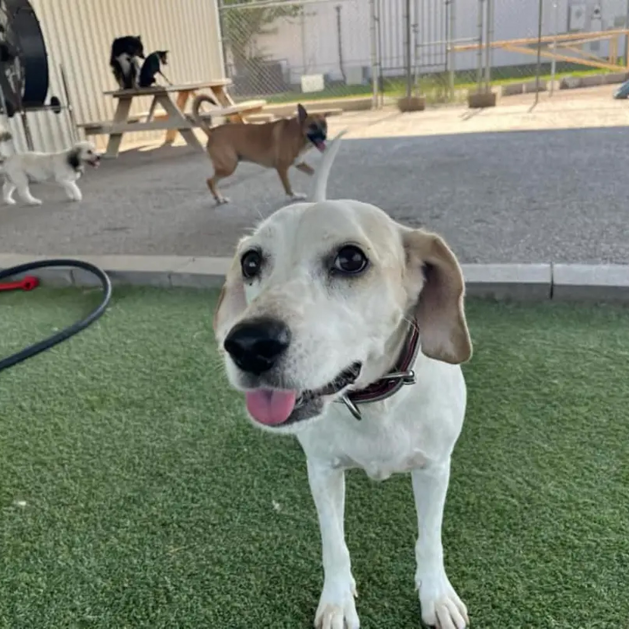 the Boozy Bark San Marcos