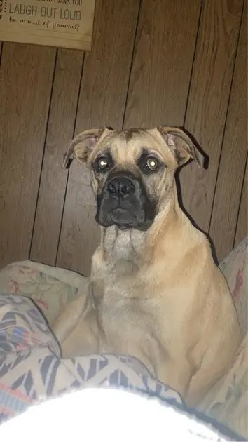 San Saba Animal Hospital San Saba