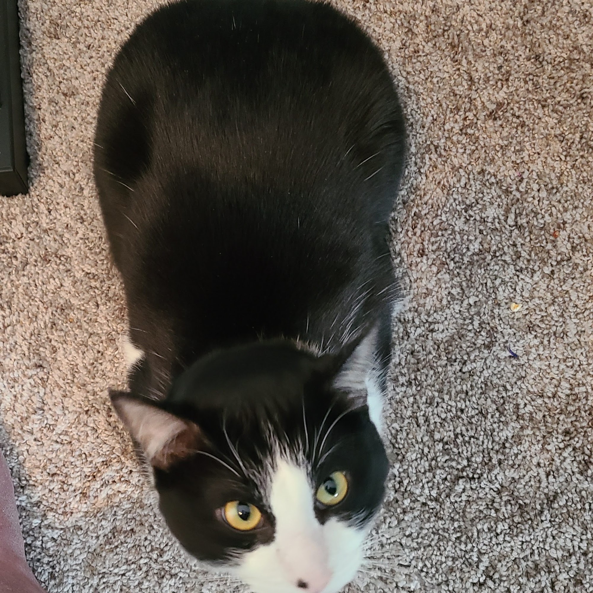 Paws & Claws Veterinary Clinic Sanger