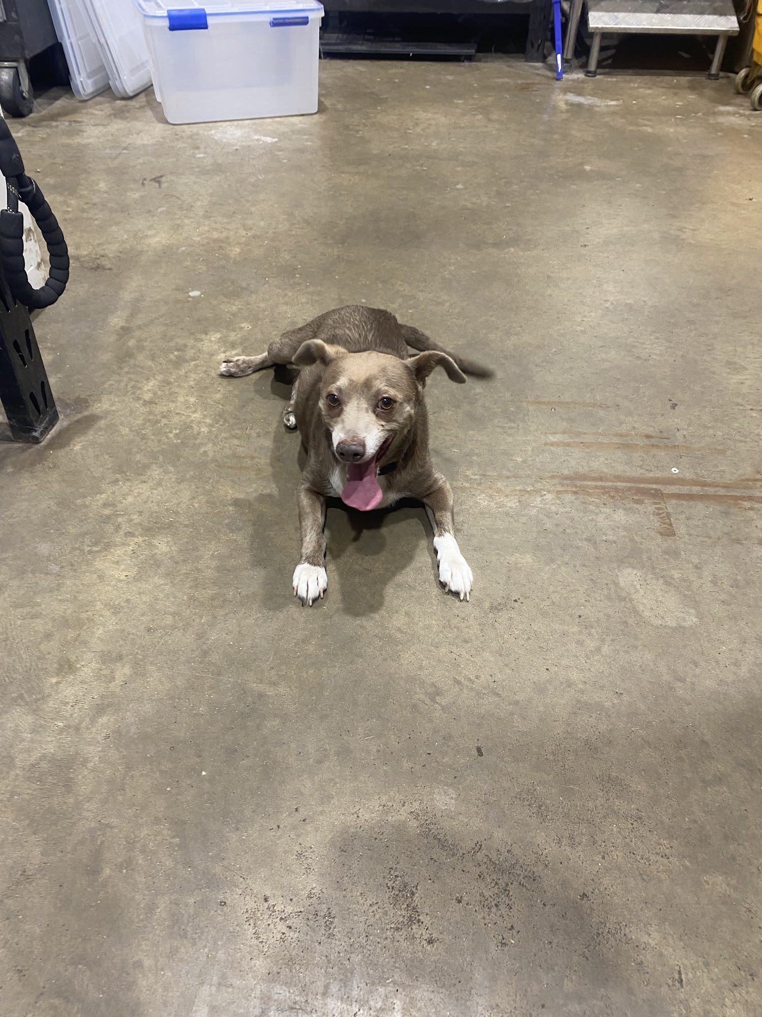 CoPilot Animal Rescue Sanger