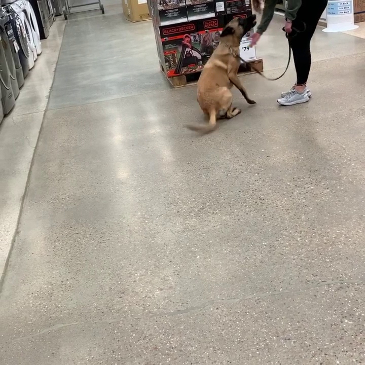 Bellum k9 Inc Santa Fe