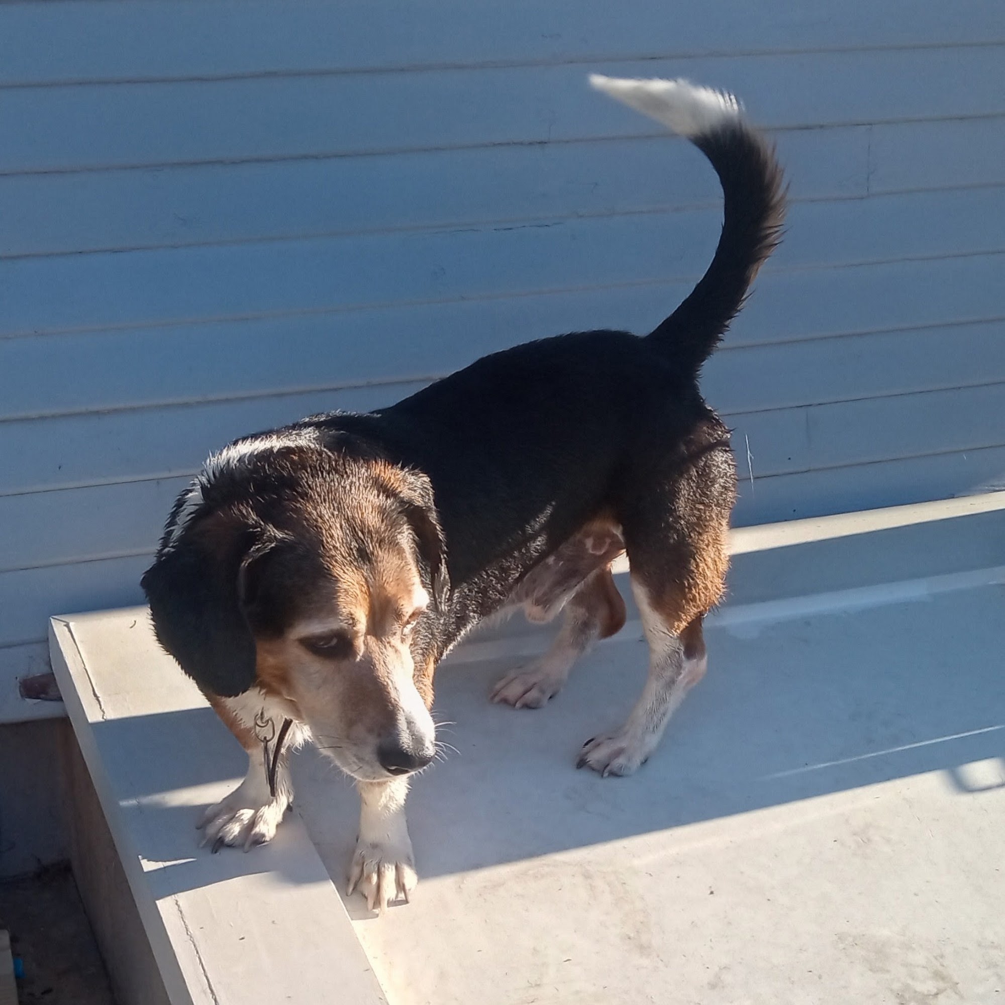 Schertz Animal Hospital Schertz