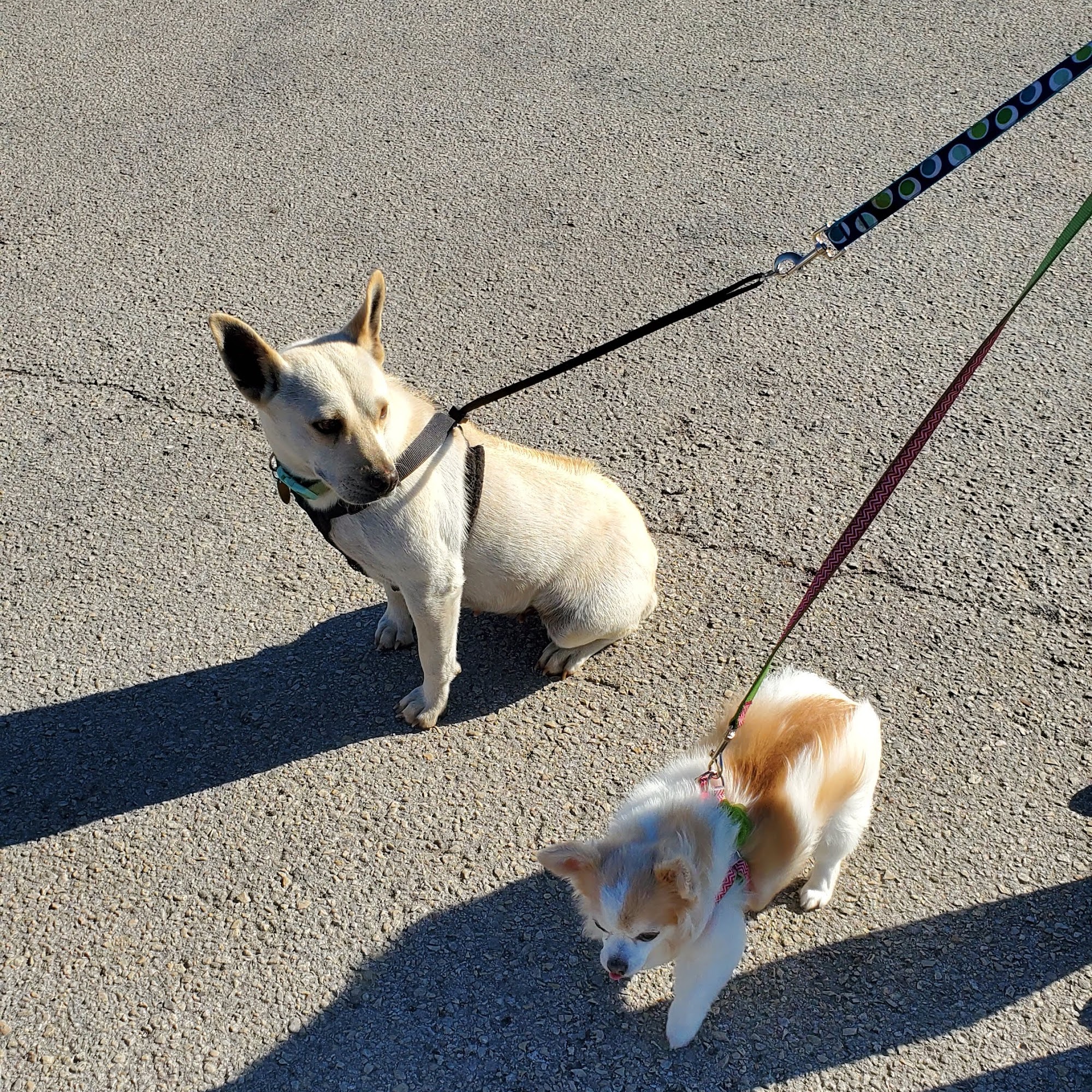 Crossroads Veterinary Hospital Inc Seguin