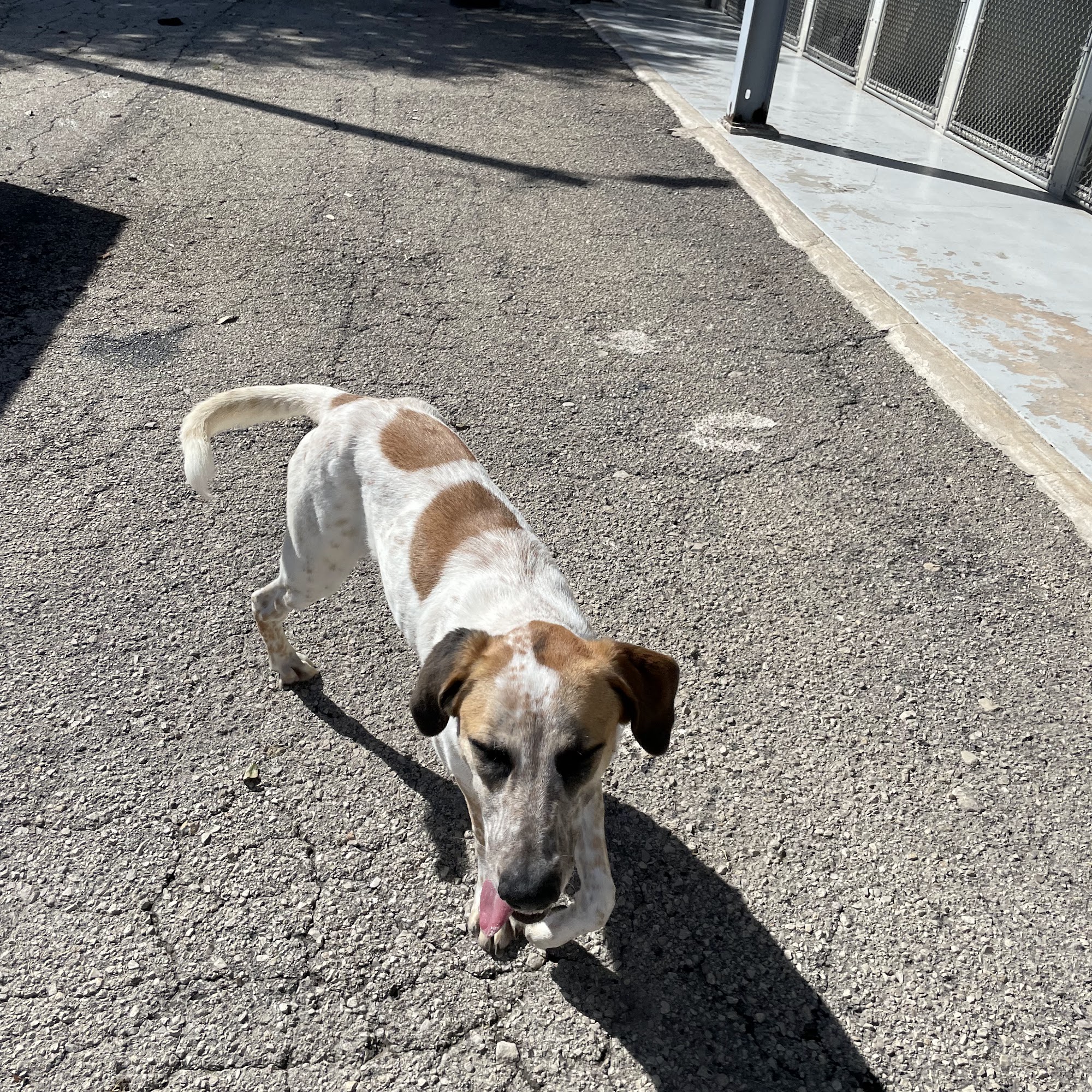 Guadalupe County Humane Society Seguin