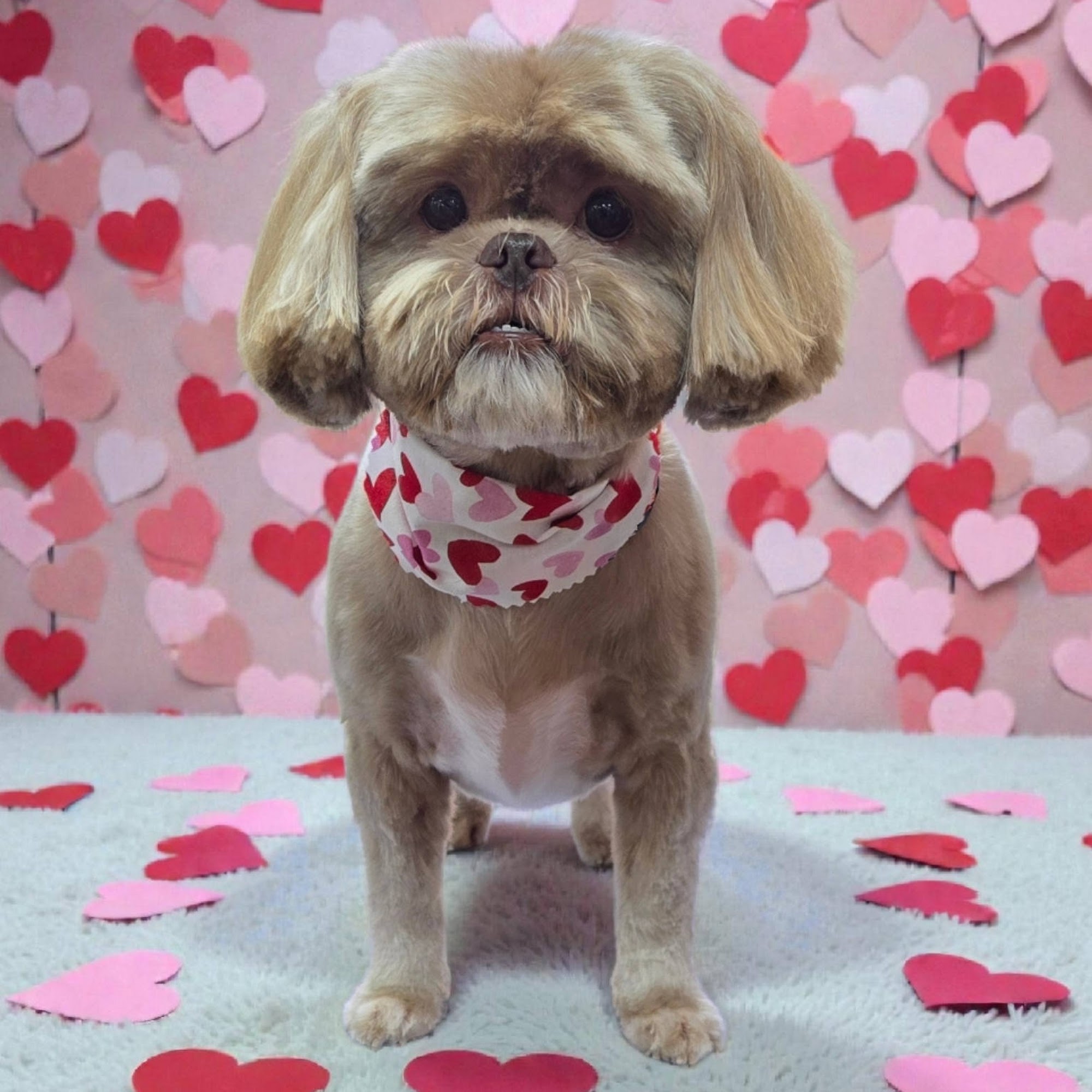 Paws to Perfection LLC Seguin