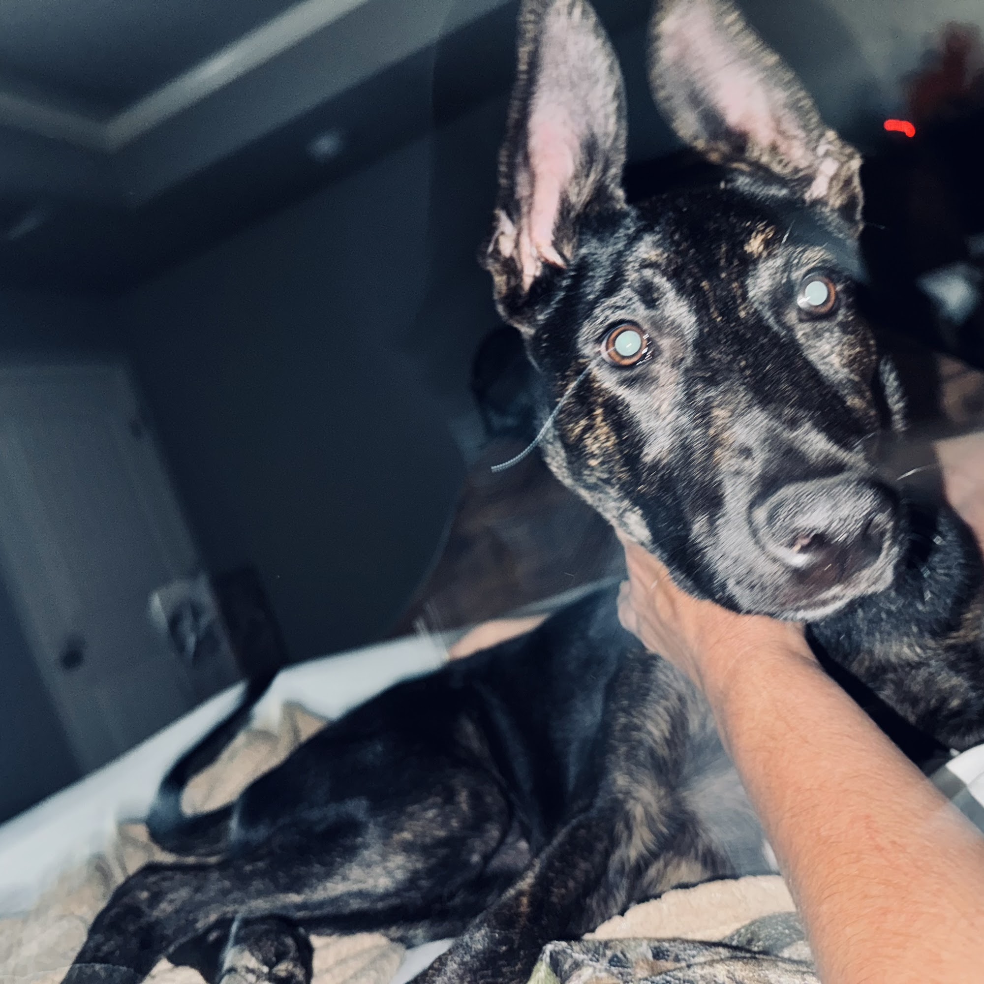 Seminole Veterinary Clinic Seminole