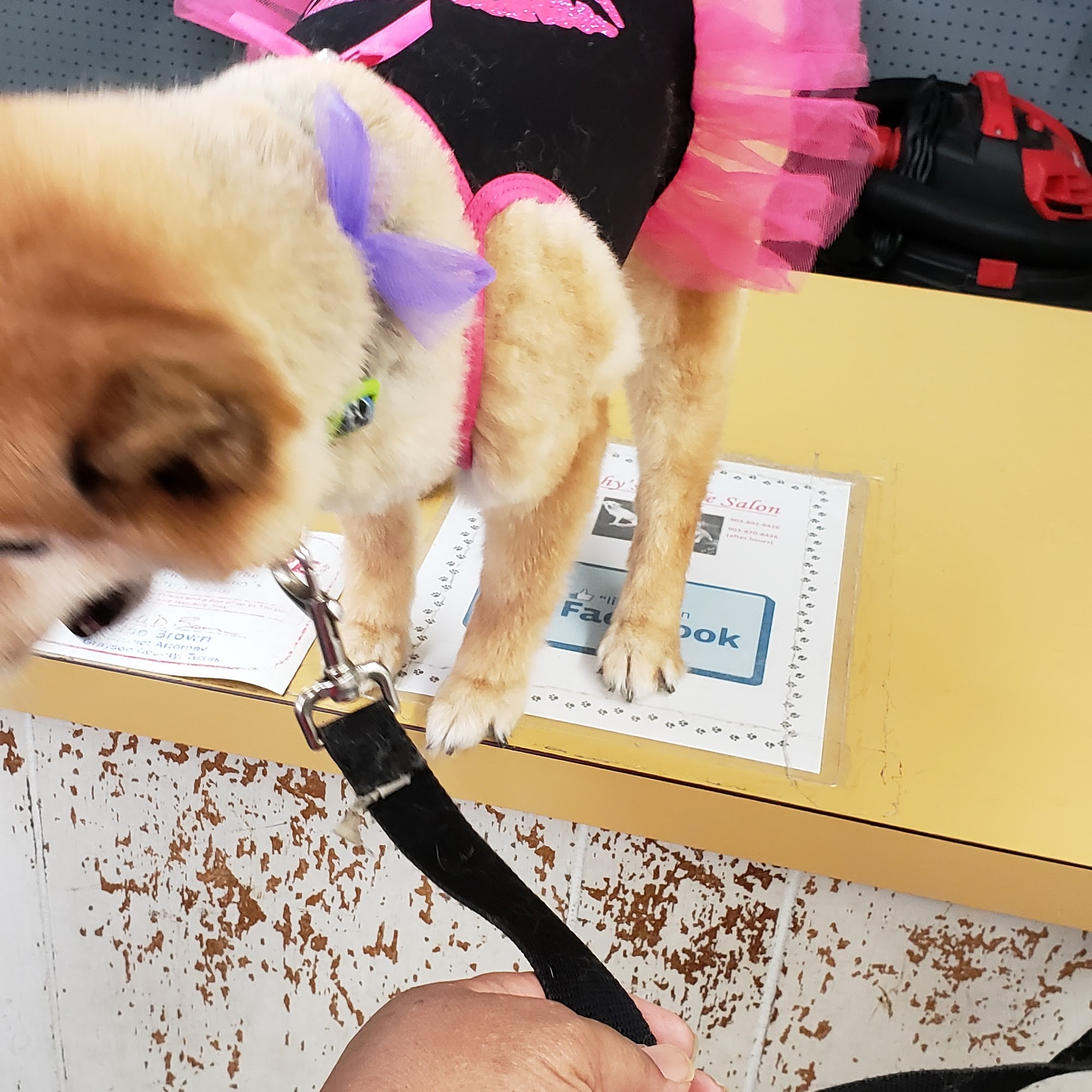 Dorothy's Poodle Salon Sherman