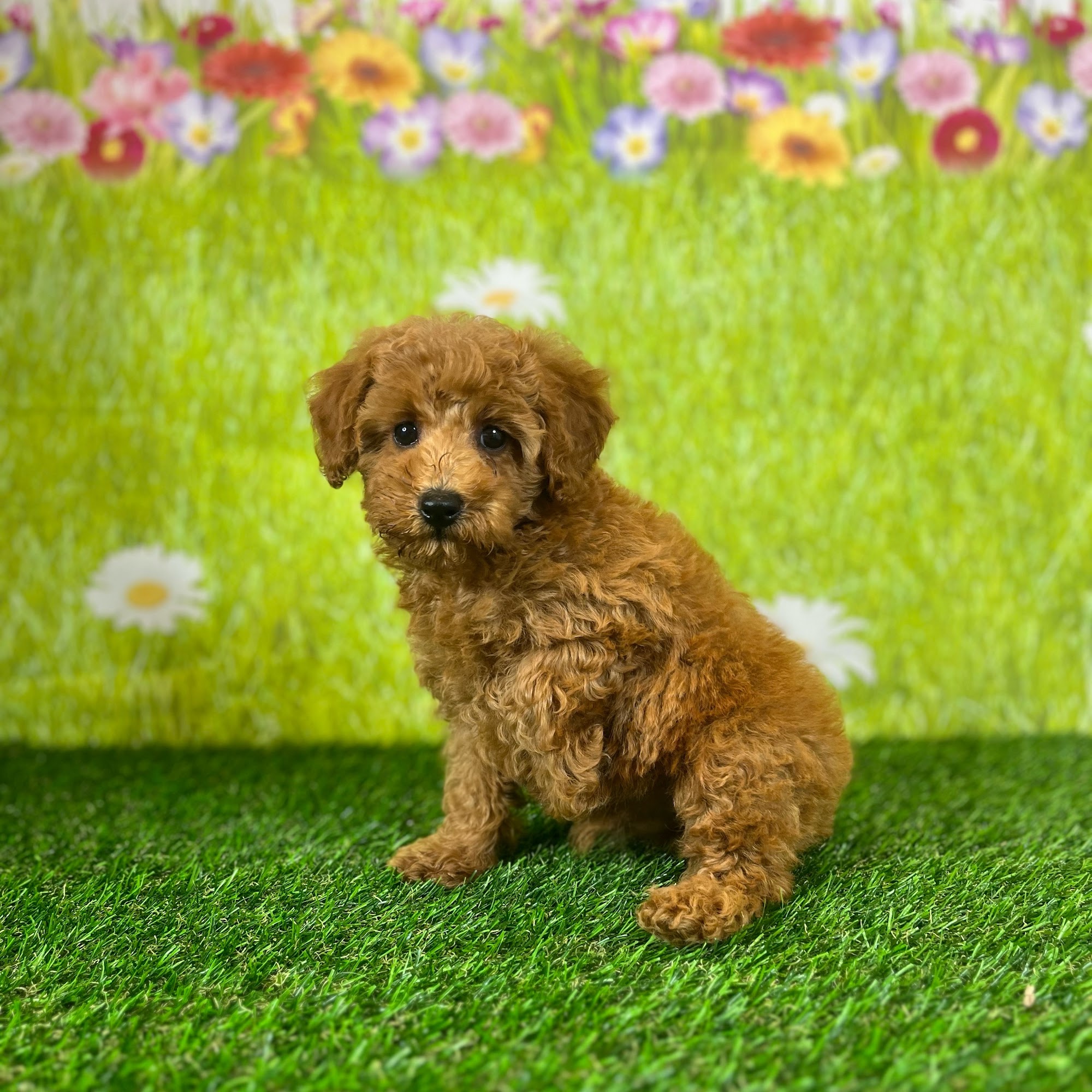 Puppy Dreams - Sherman Sherman