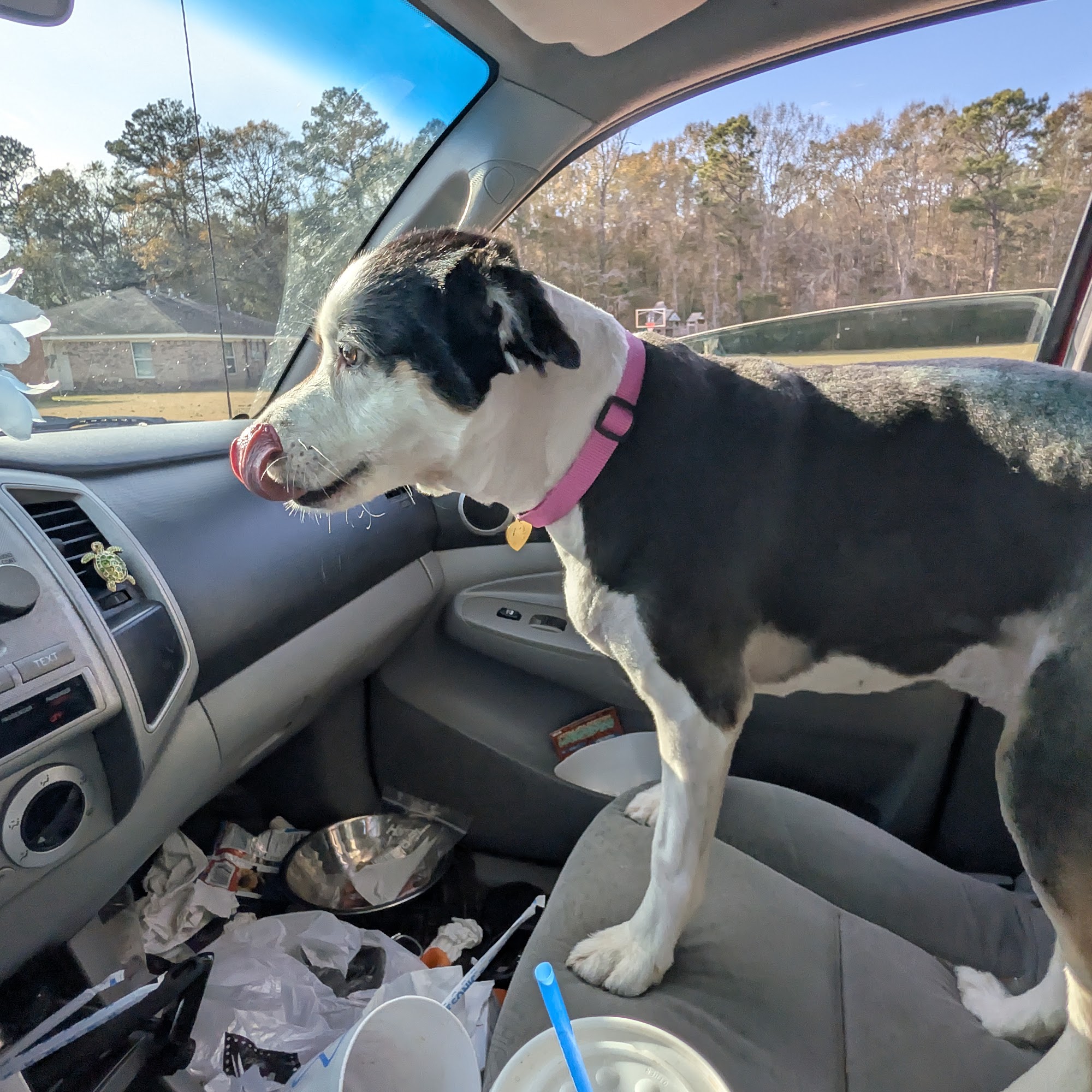 Sherwood Animal Clinic Silsbee
