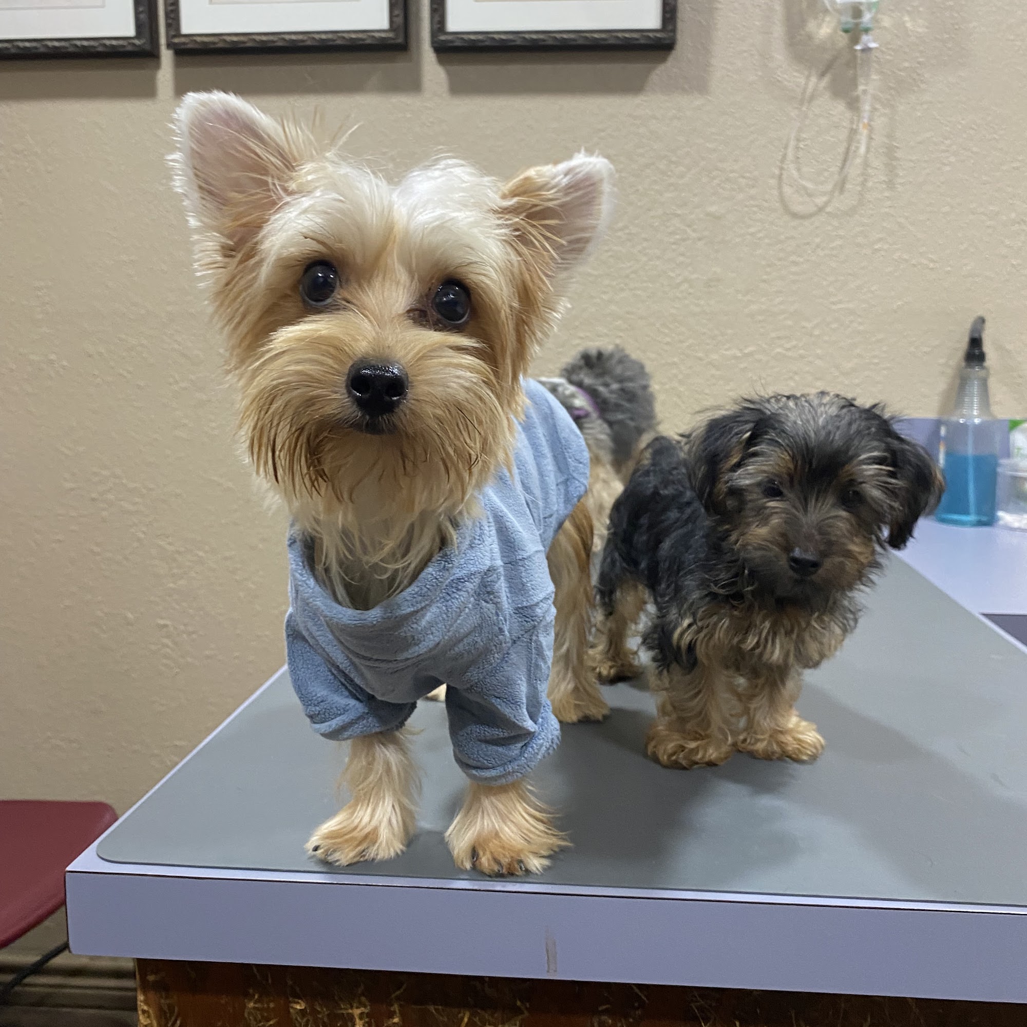 Sinton Veterinary Clinic Sinton