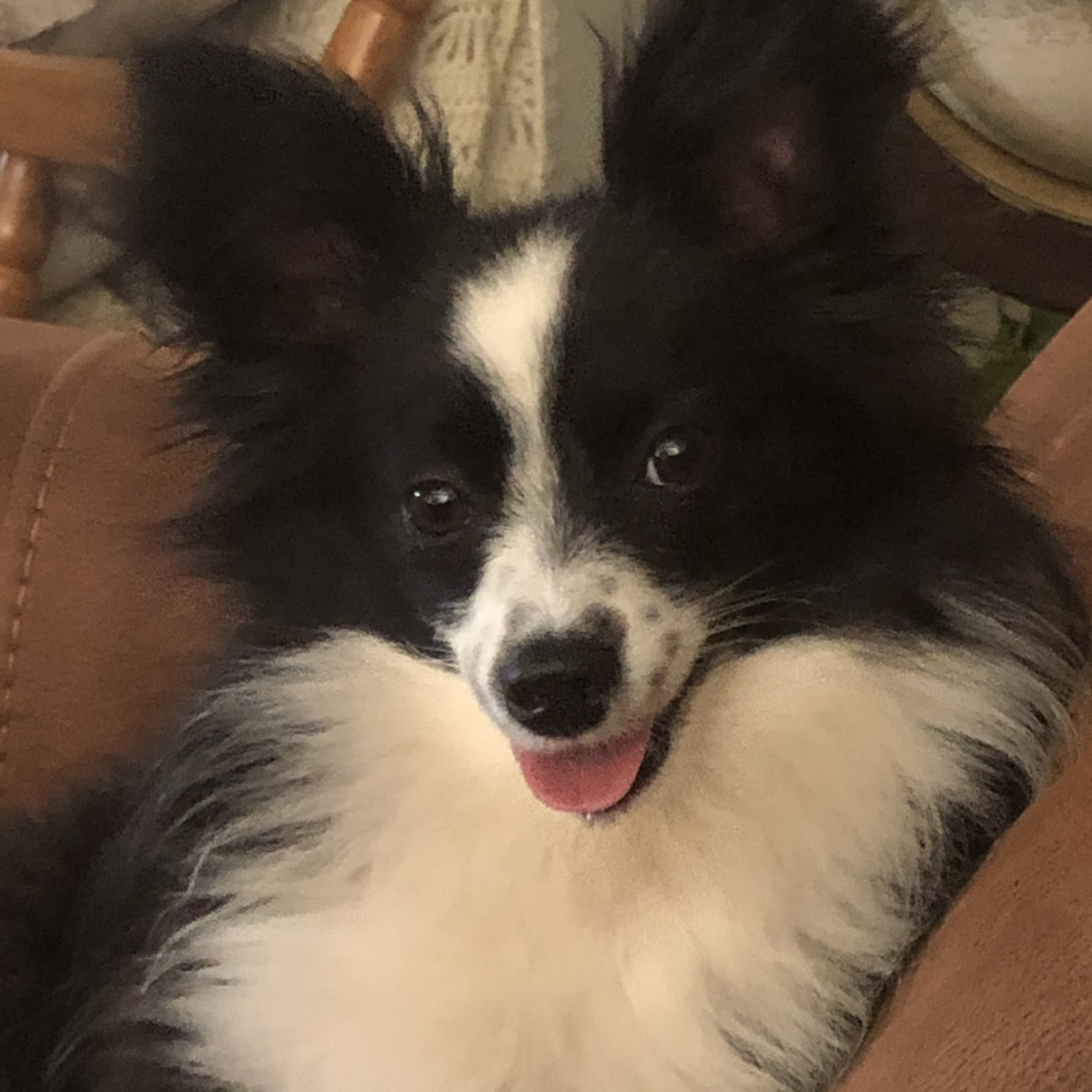 West Texas Animal Clinic Snyder