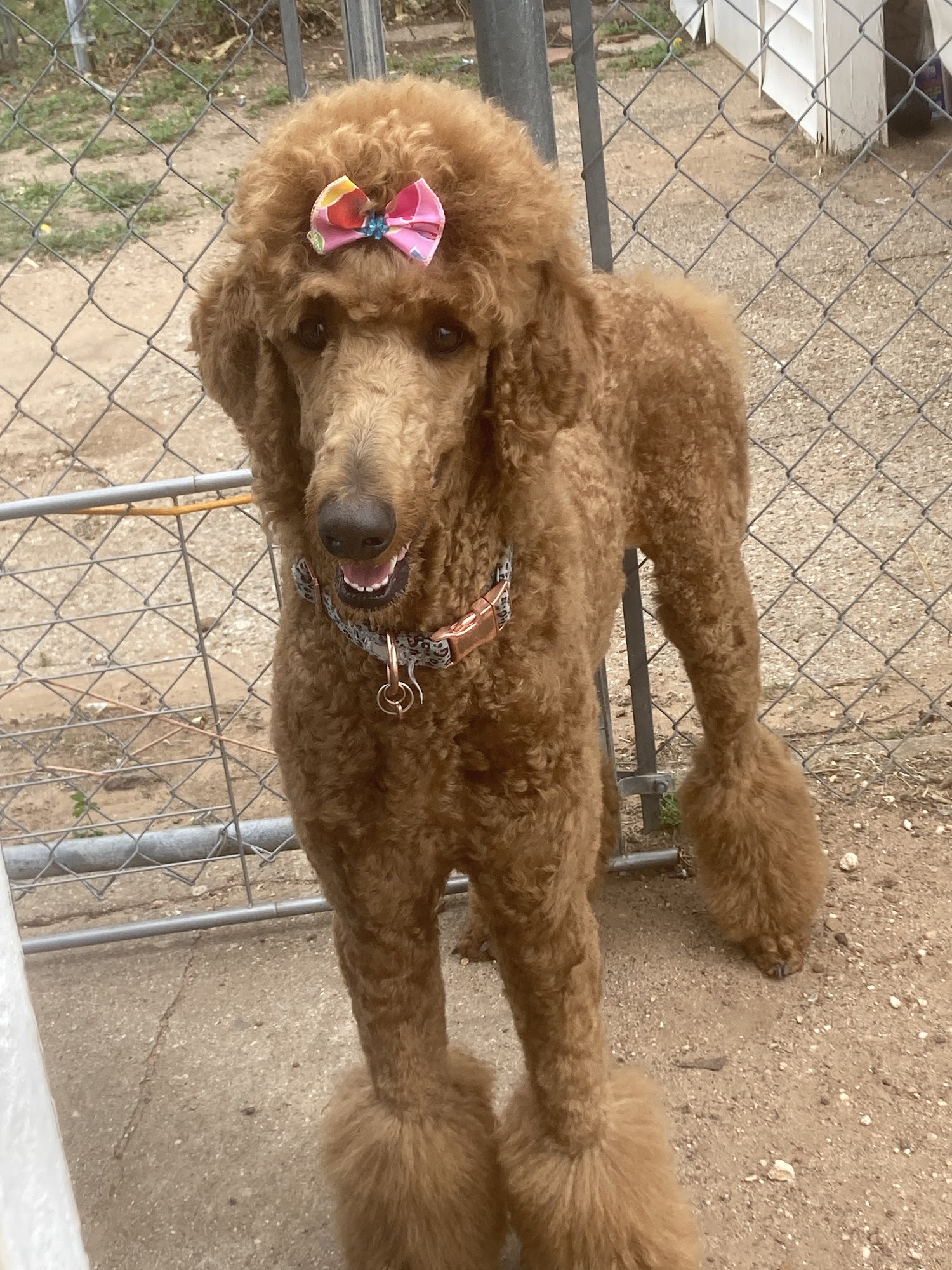 Shaggy Chic Pet Grooming & Boarding Snyder