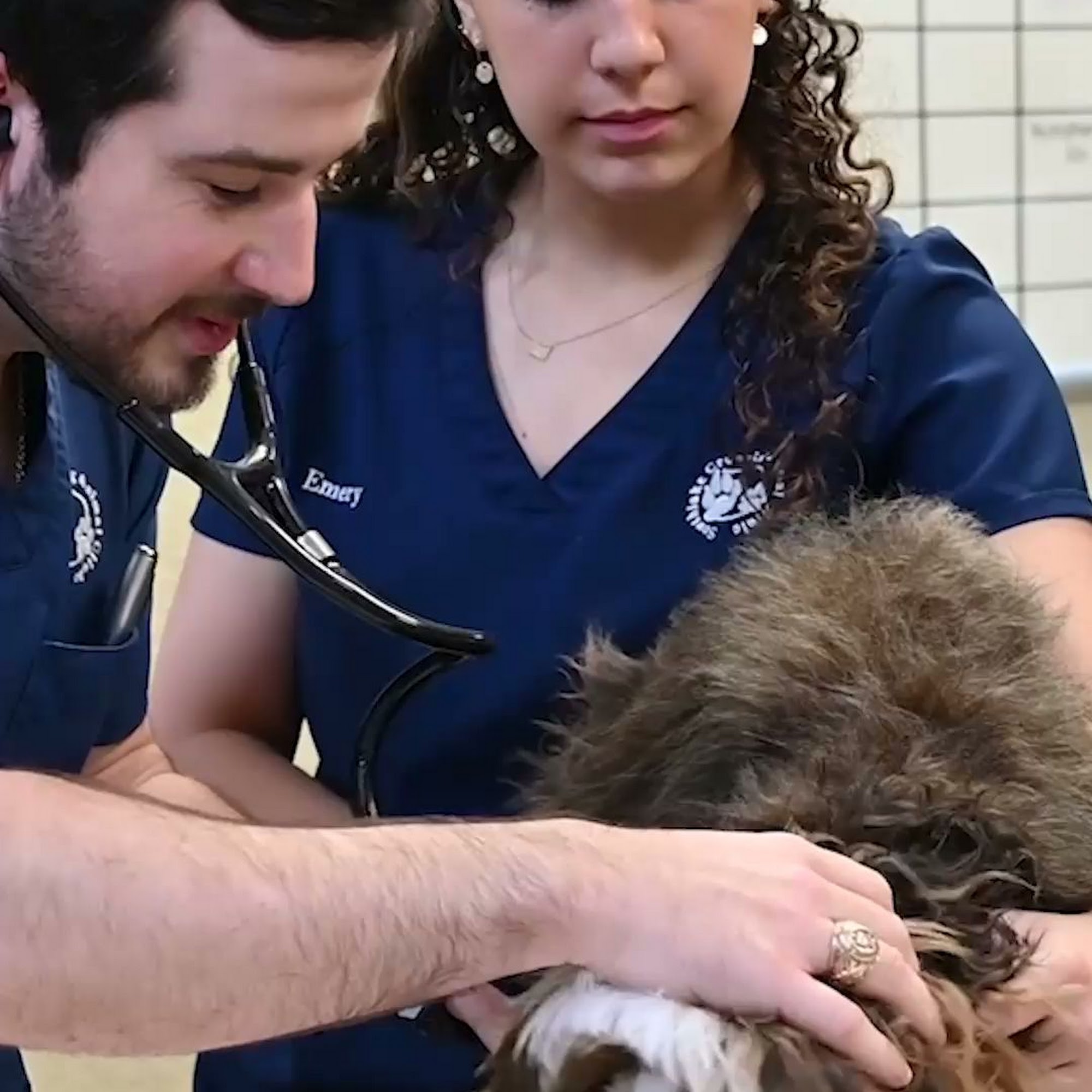 Southlake Crossing Animal Clinic Southlake