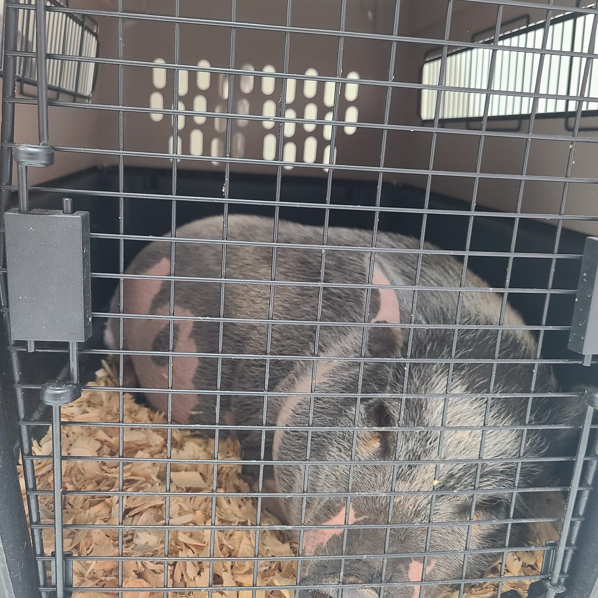 Southlake Animal Hospital Southlake