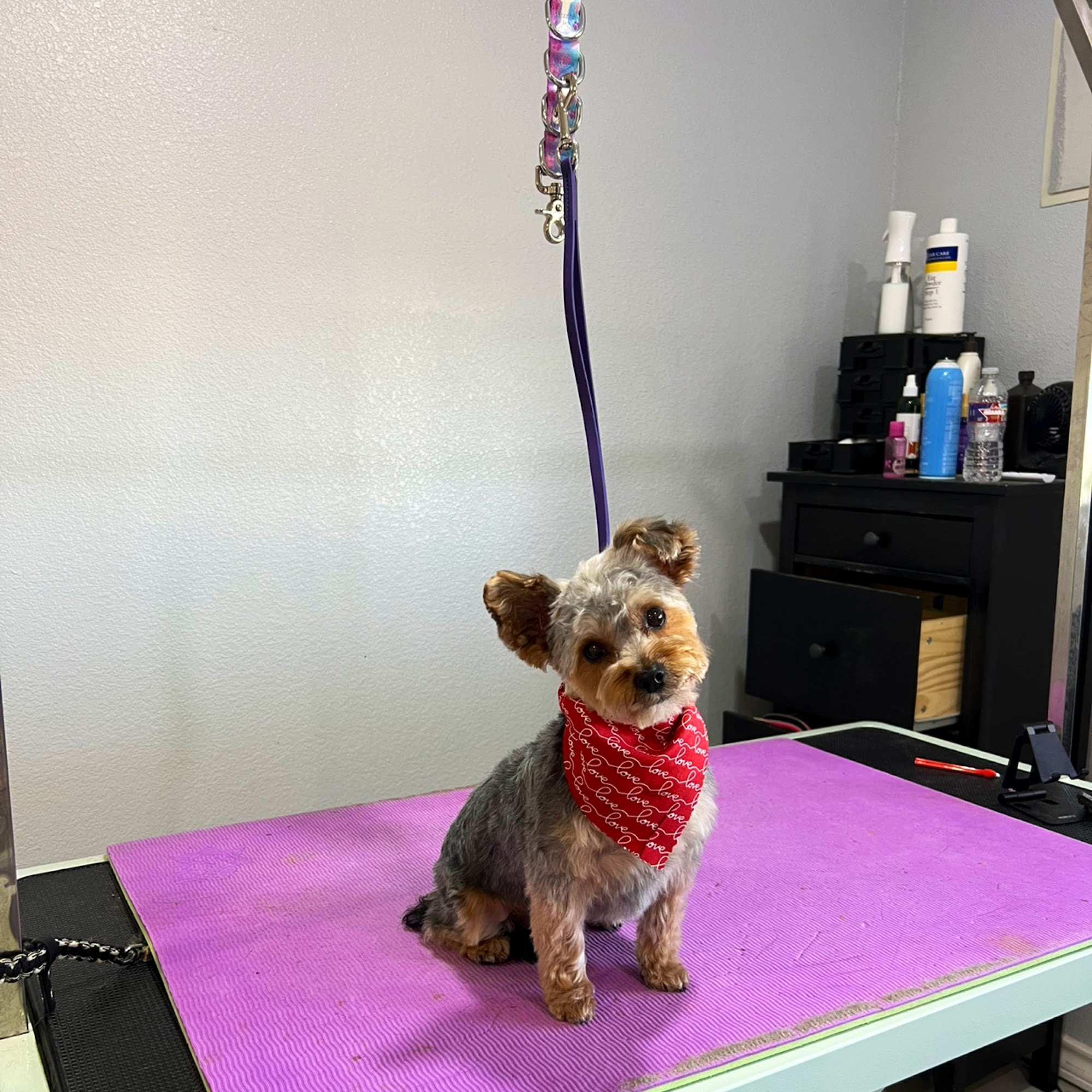 Spaw N Paw Professional Grooming Spicewood