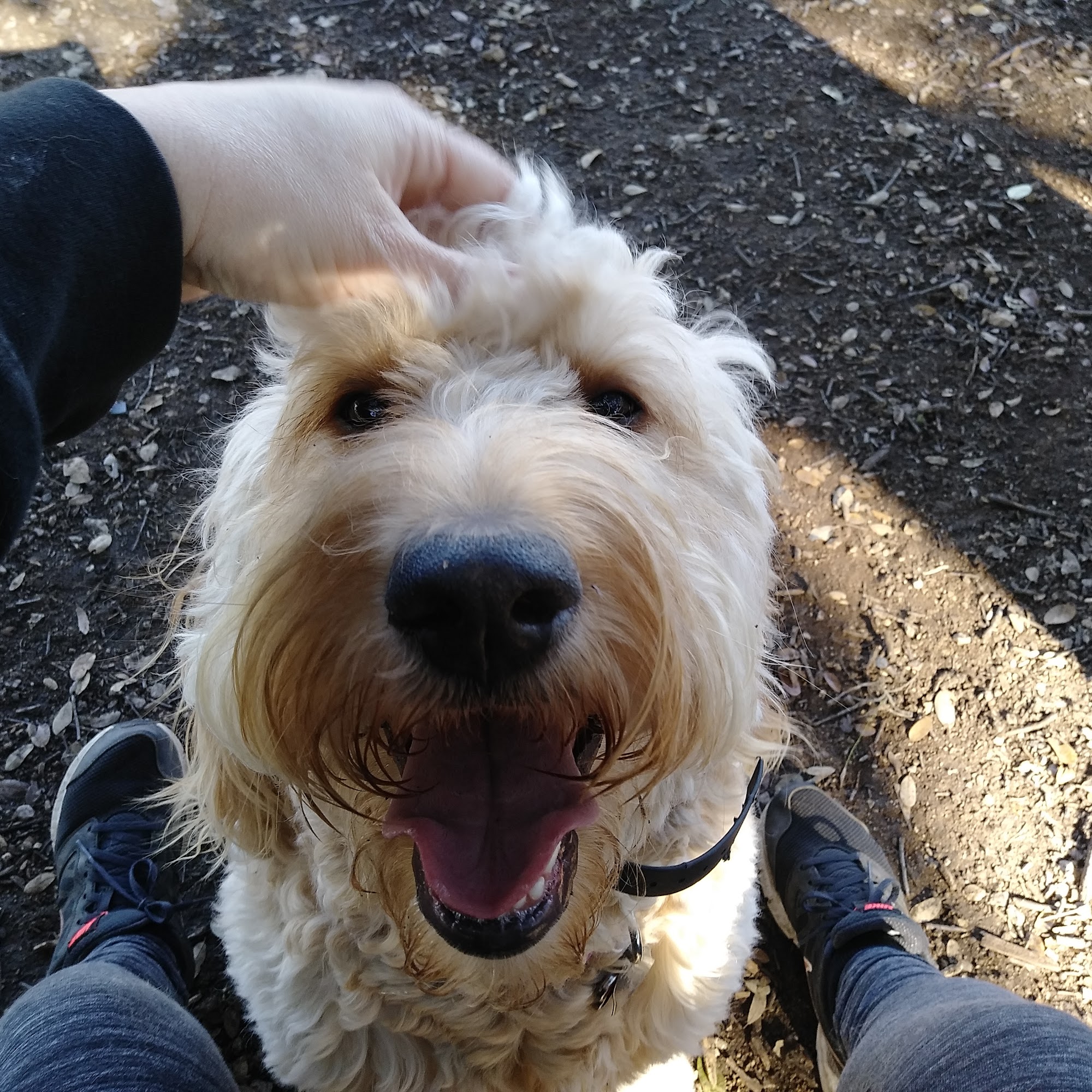 Outward Hounds Daycare & Boarding, llc Spicewood