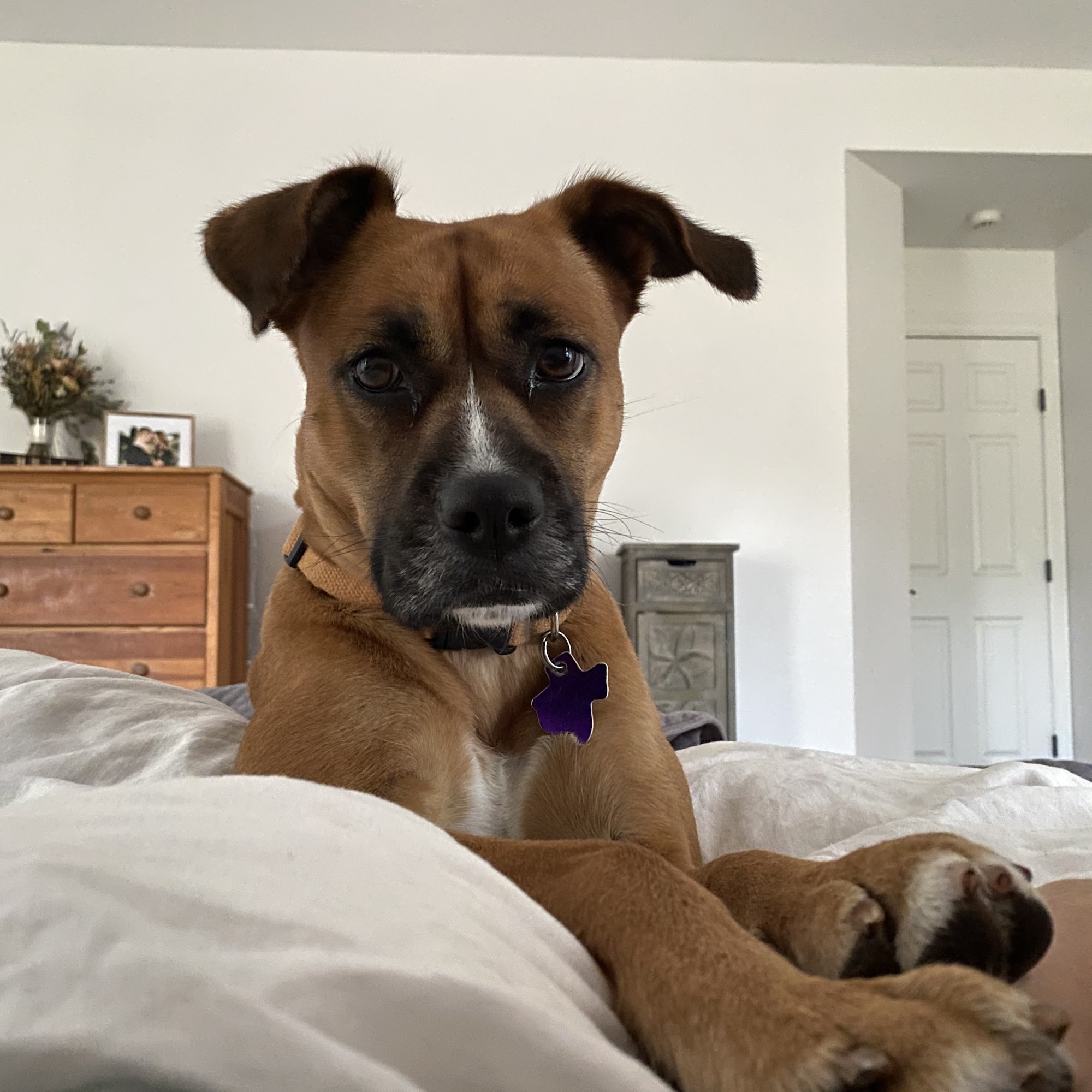 Bulverde Bexar Veterinary Clinic Spring Branch