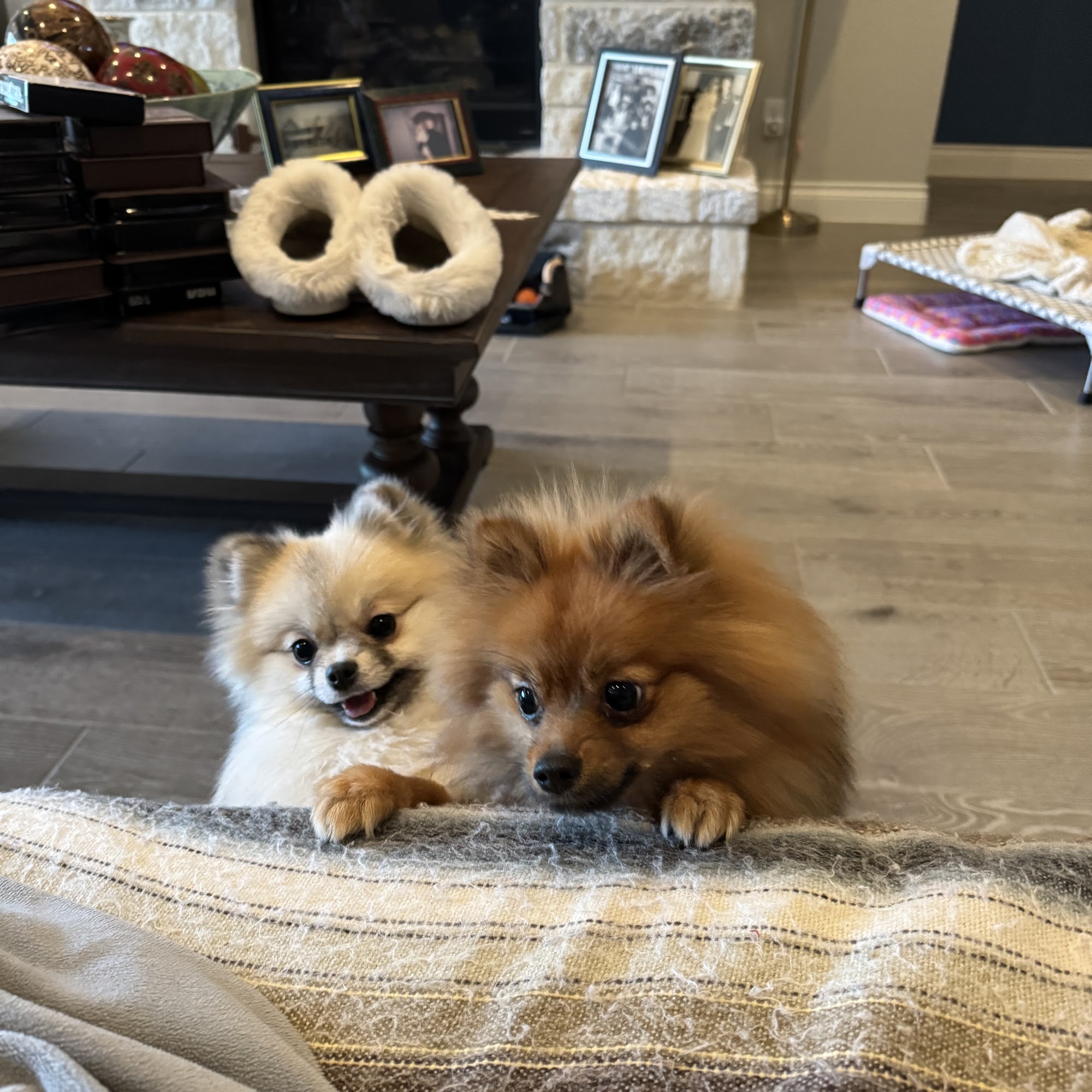 The Animal Hospital of Smithson Valley Spring Branch