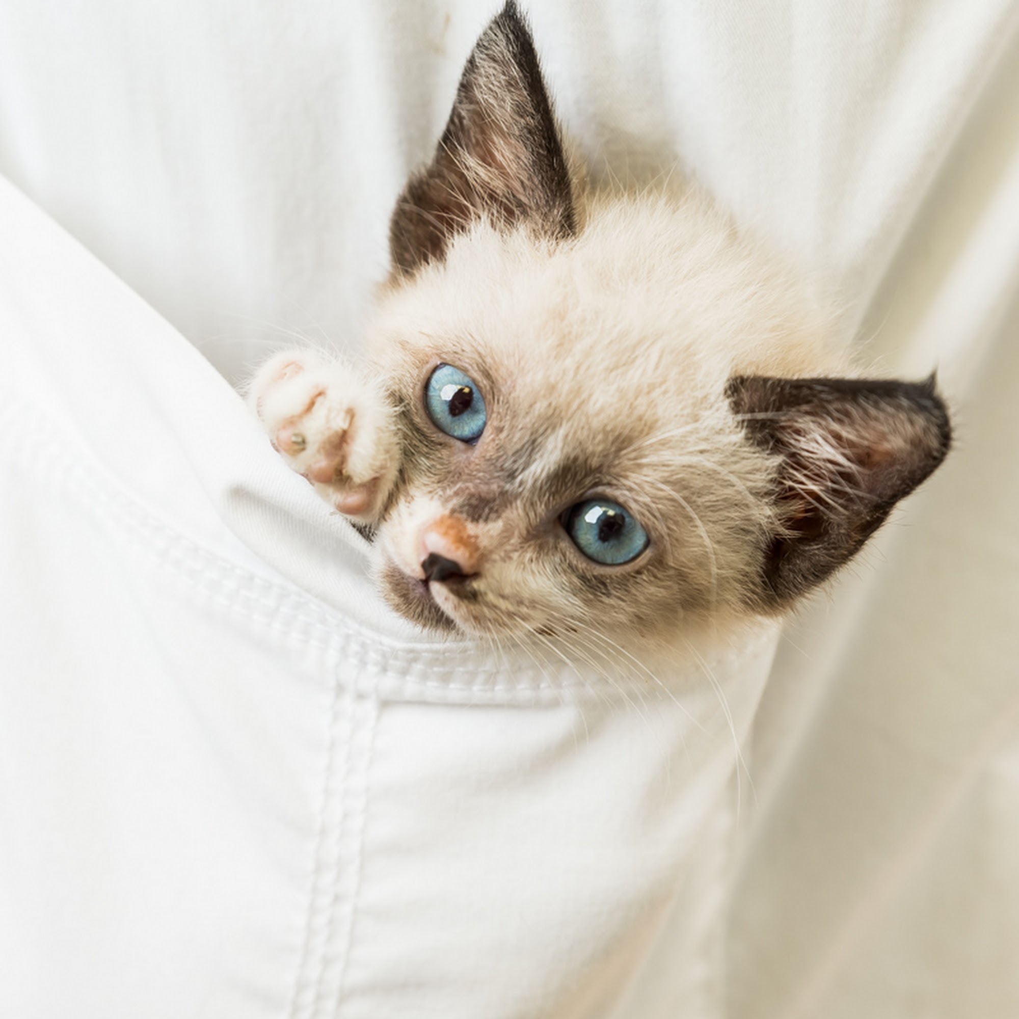 Spring Branch Veterinary Hospital Spring Branch