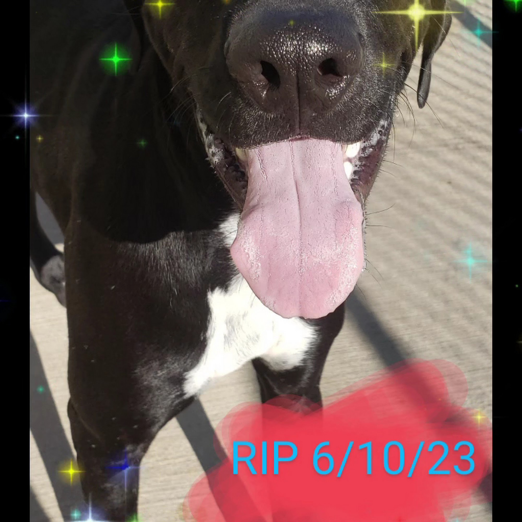 Fur and Feather Family Vet Spring Branch