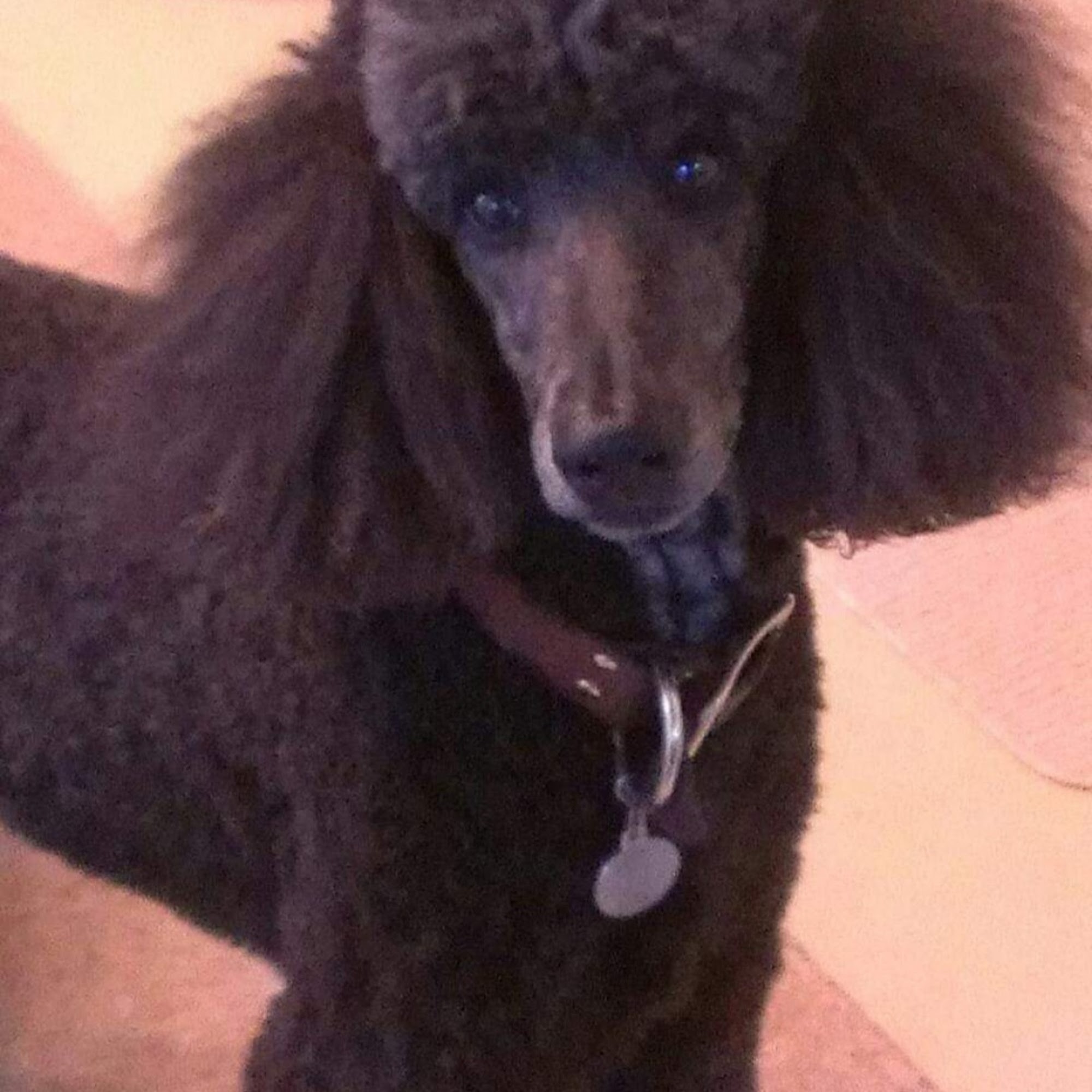 Luv Your Dog Pet Grooming Spring Branch