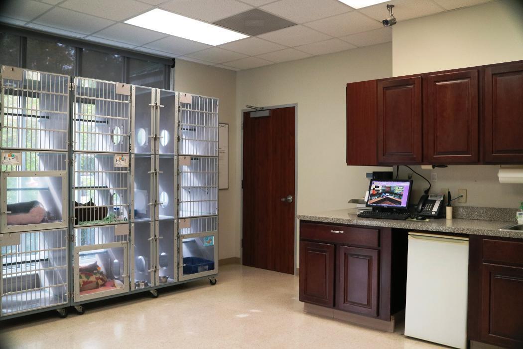 Just Cats Veterinary Services Spring