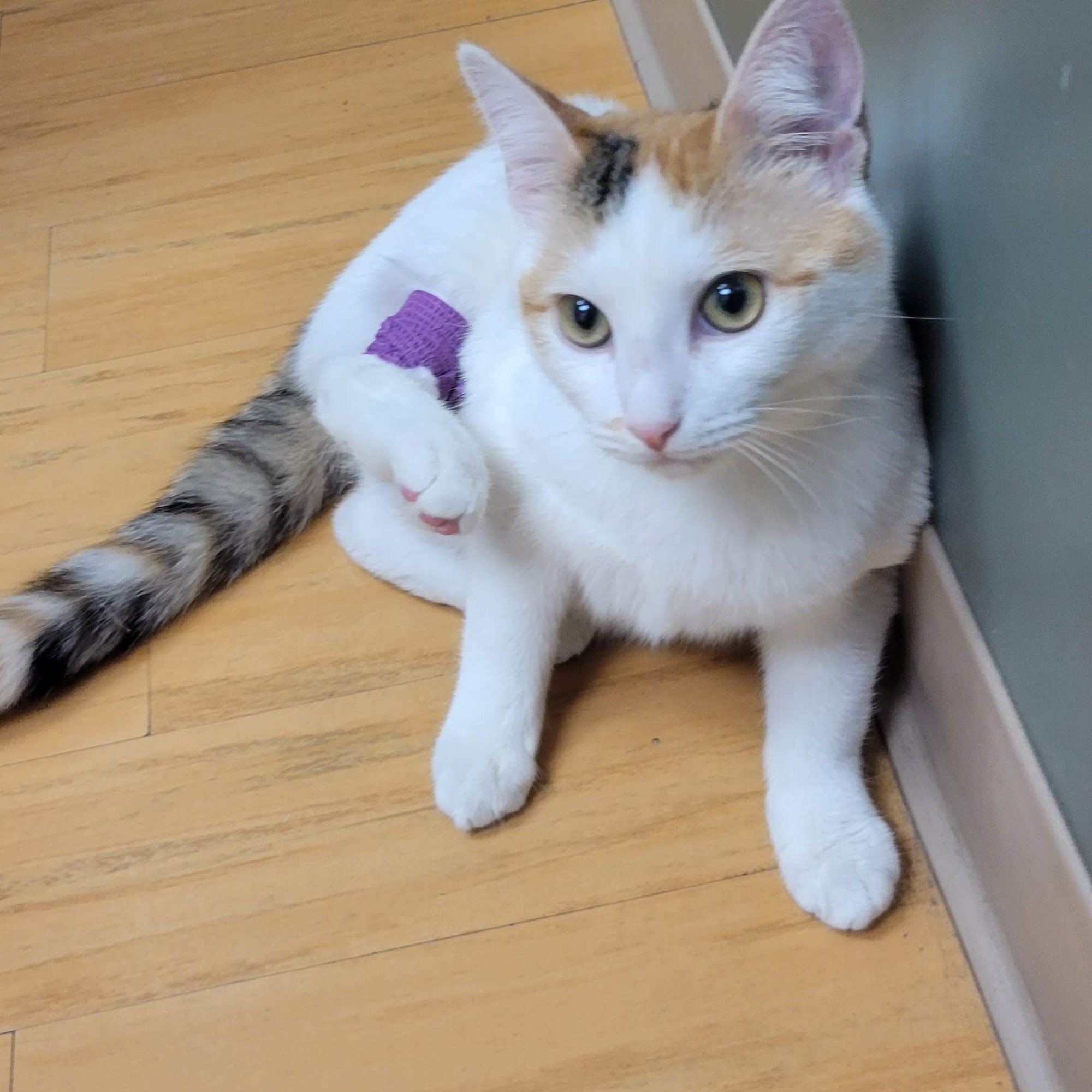 Just Cats Veterinary Services Spring