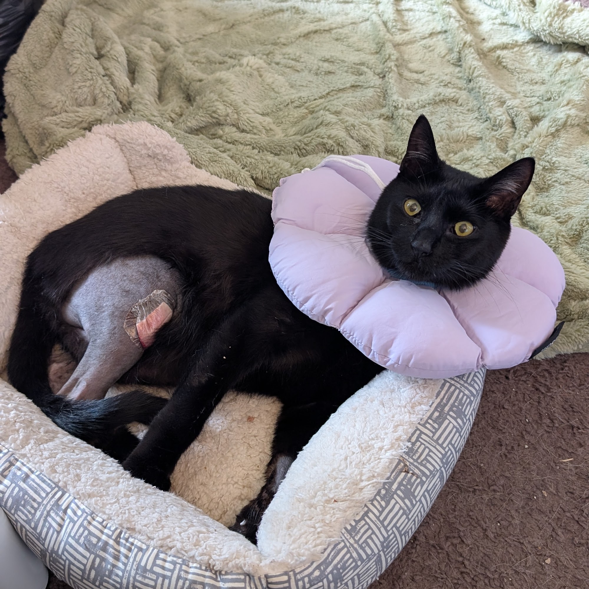 Rayford Animal Wellness Clinic Spring