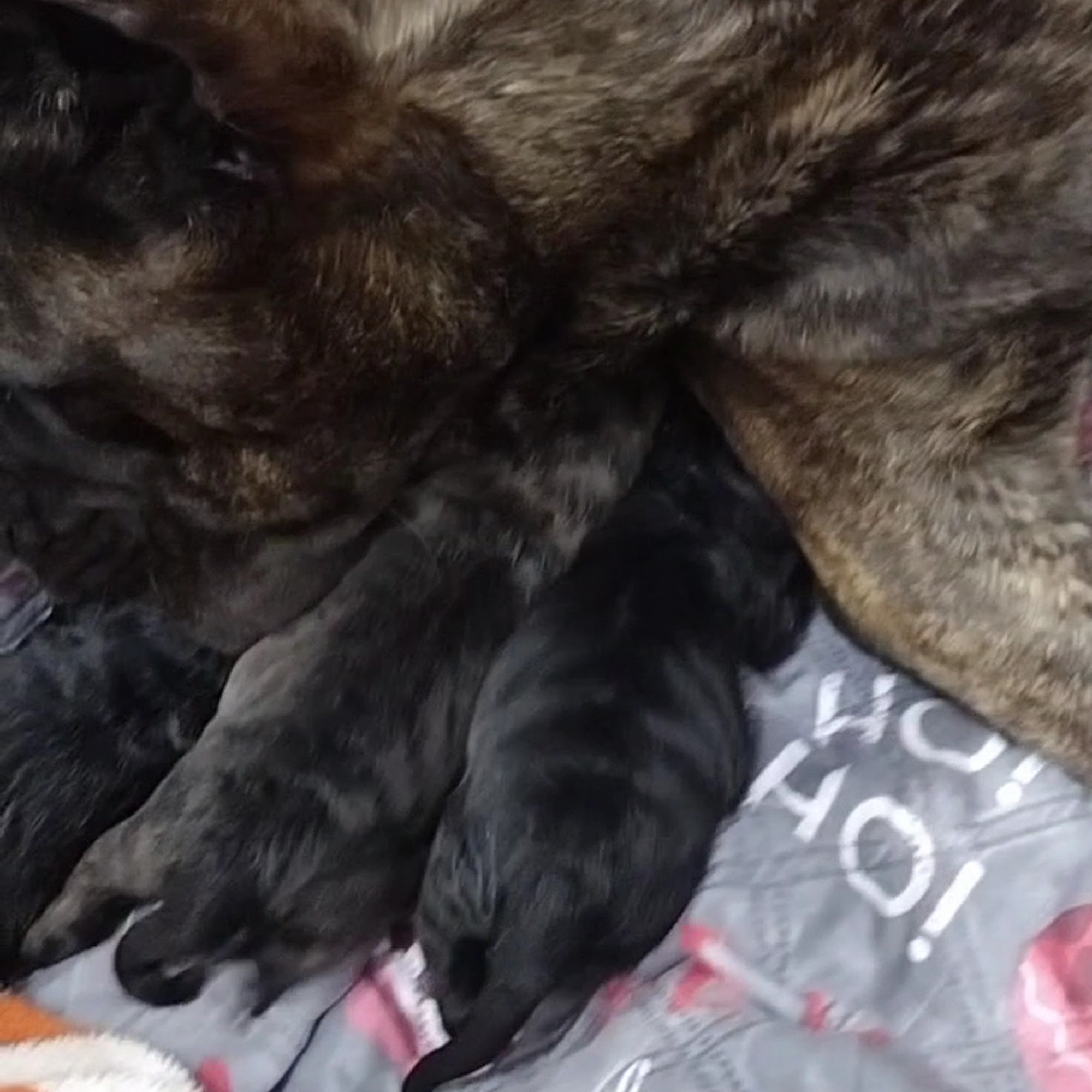 Veterinary Medical Center of Spring Spring