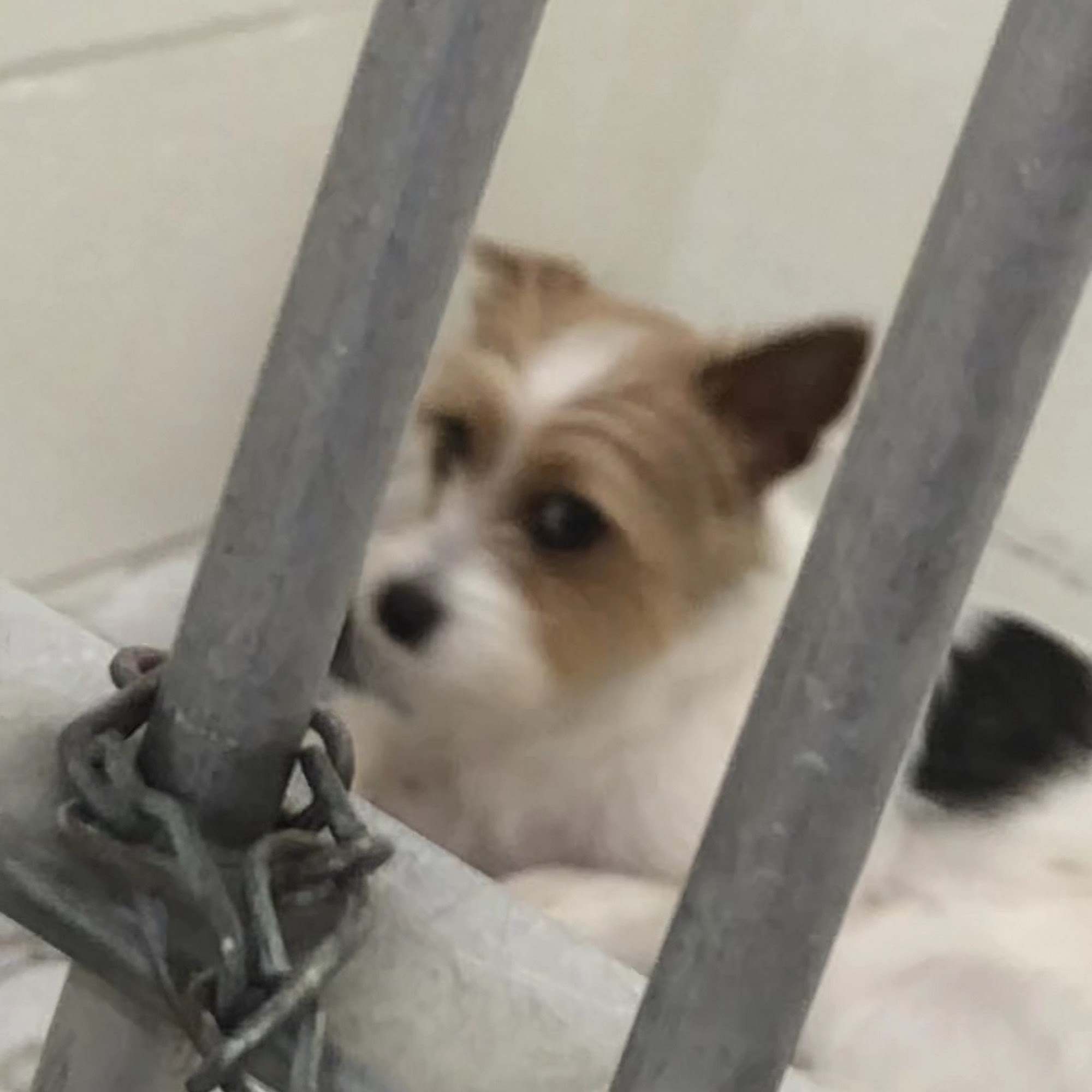 Enchanted Oaks Animal Hospital Spring