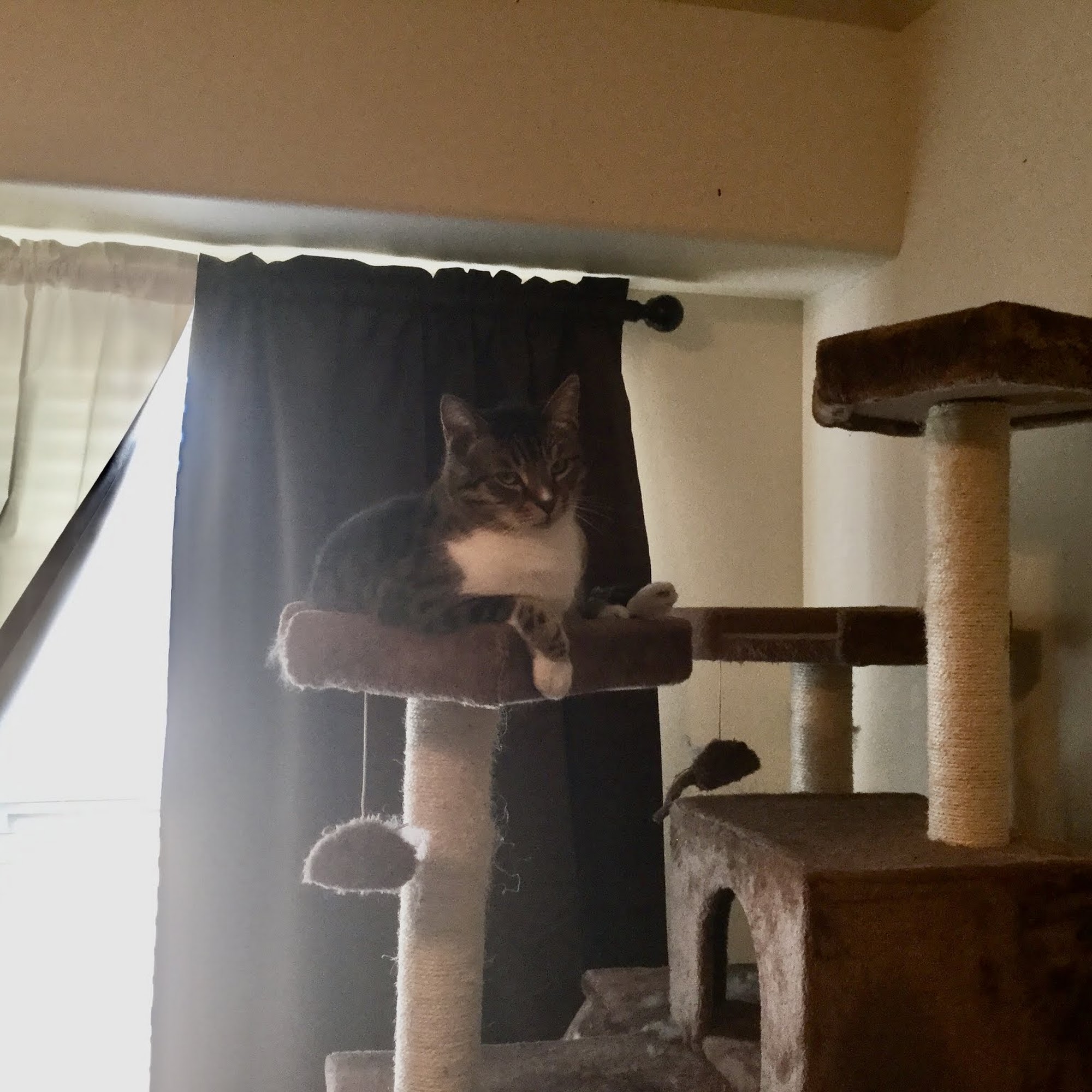 Dr. Barry Schmitt Spring