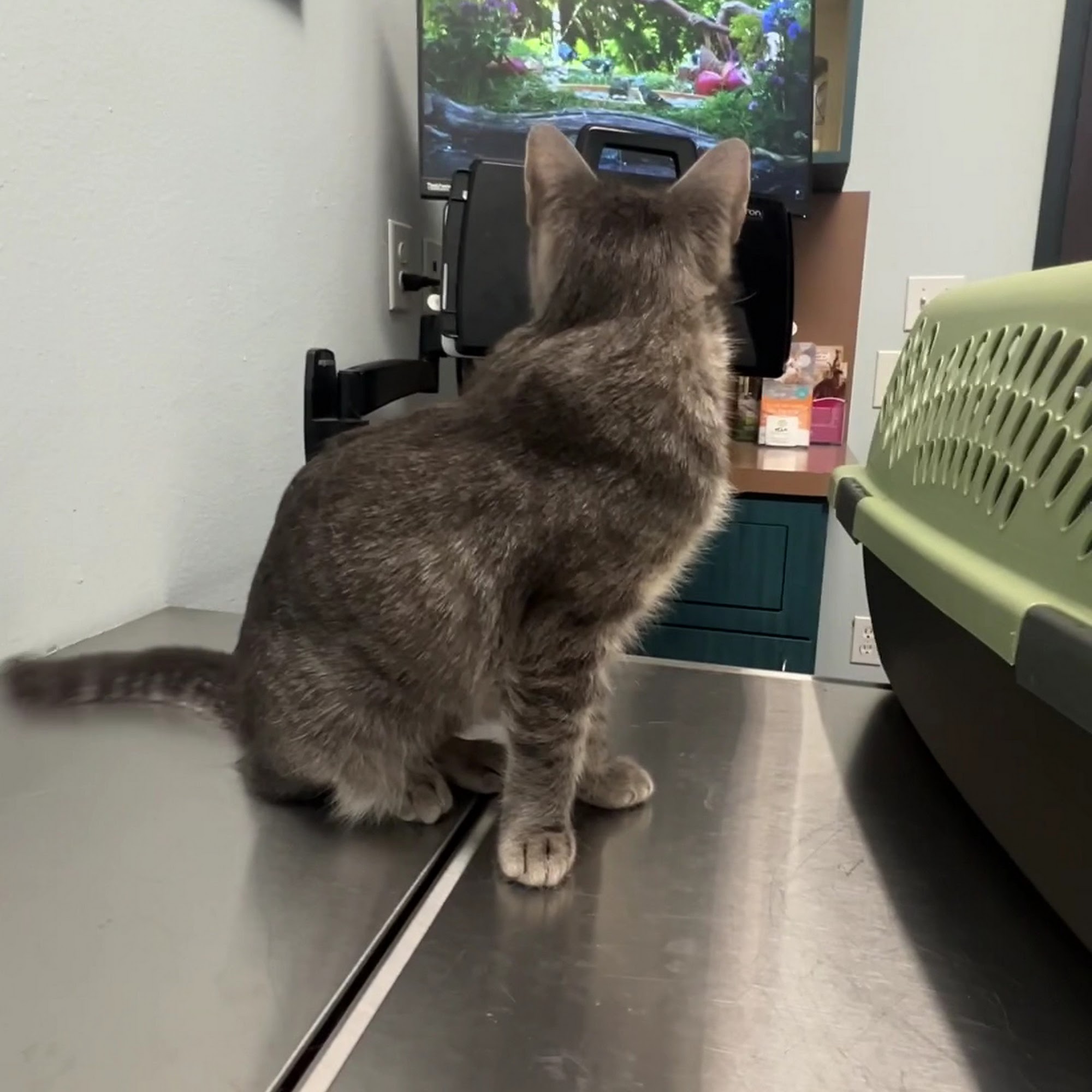 Champion Wood Animal Hospital Spring