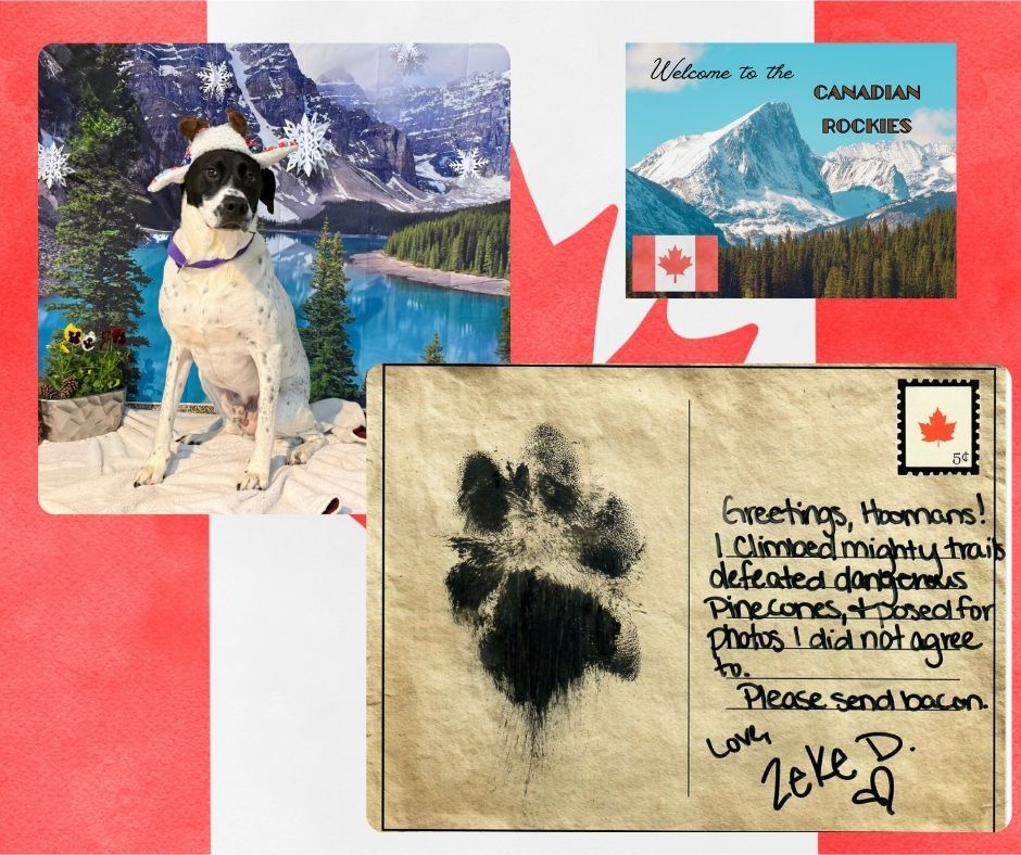 Best Friends Pet Hotel Spring