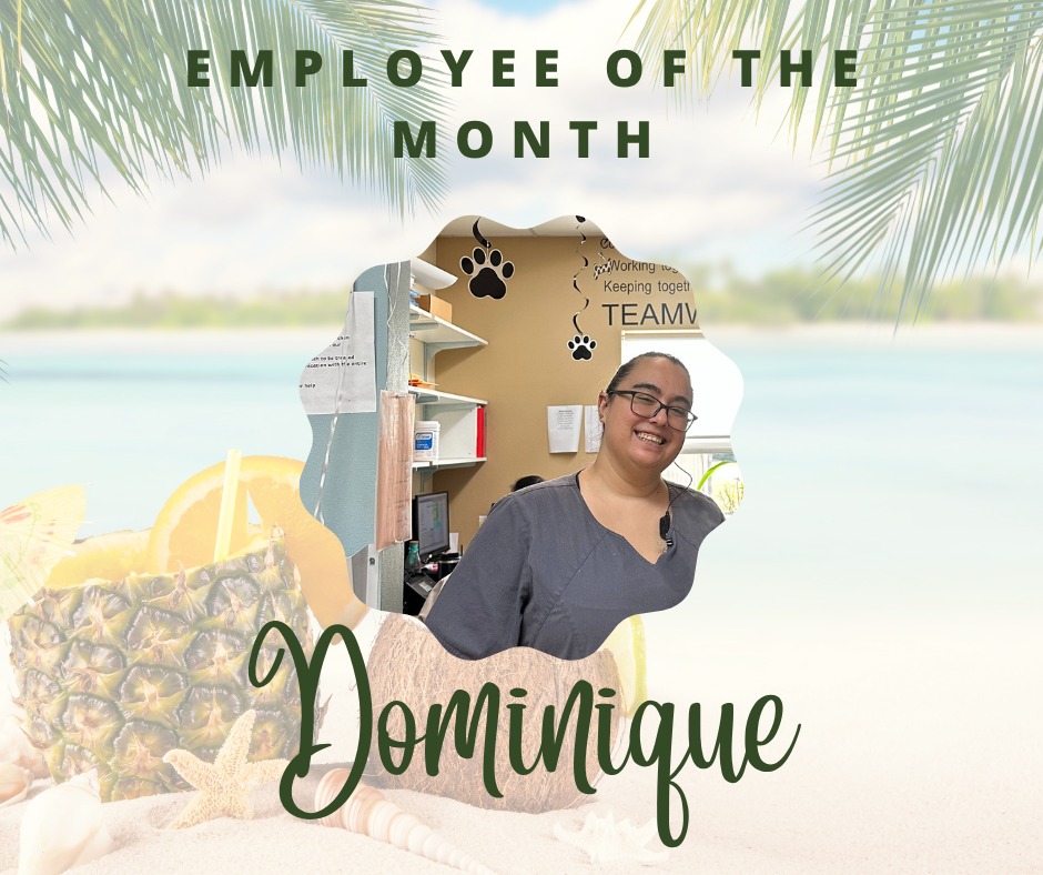 Stuebner Airline Veterinary Hospital Spring